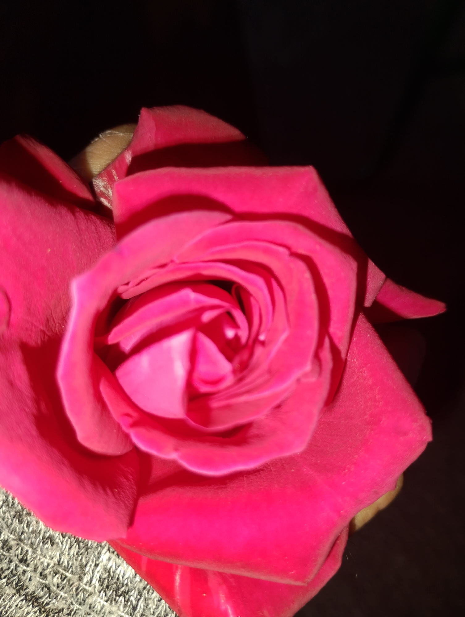 Witnesses document flower photography session with roses and marigolds