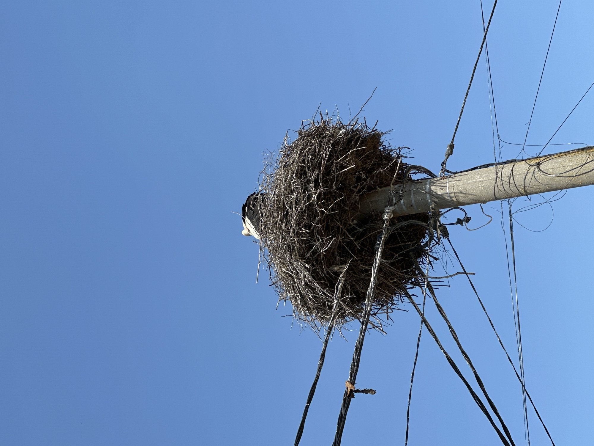 Stork observed nesting on utility pole in Aprilovo, Bulgaria