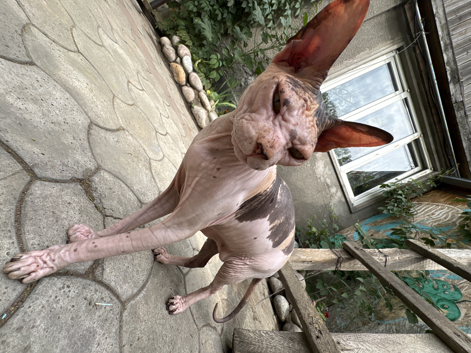 Cats and tattoo session documented at Almaty residence