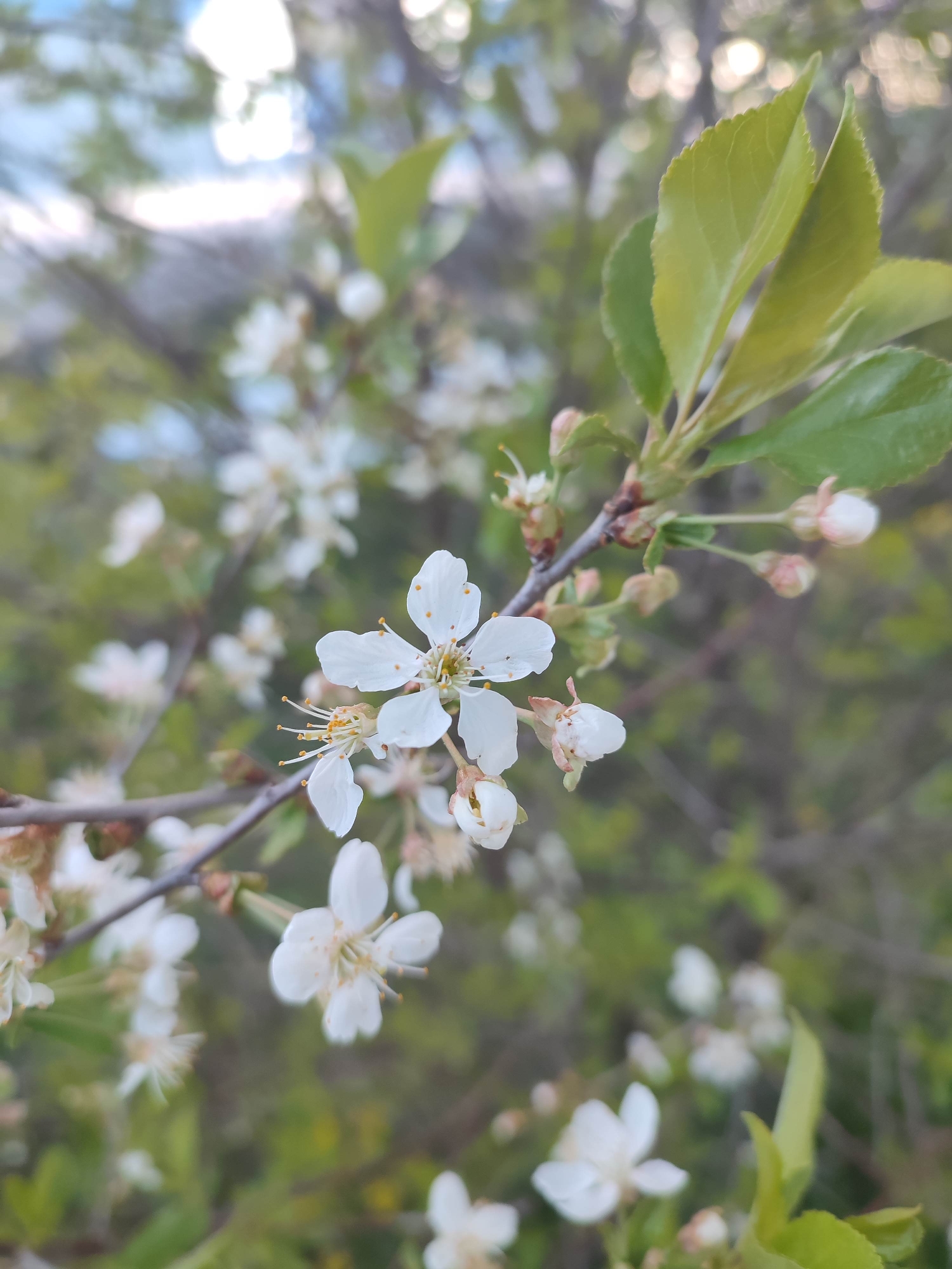 Spring blooms and tabby cat observed in outdoor setting