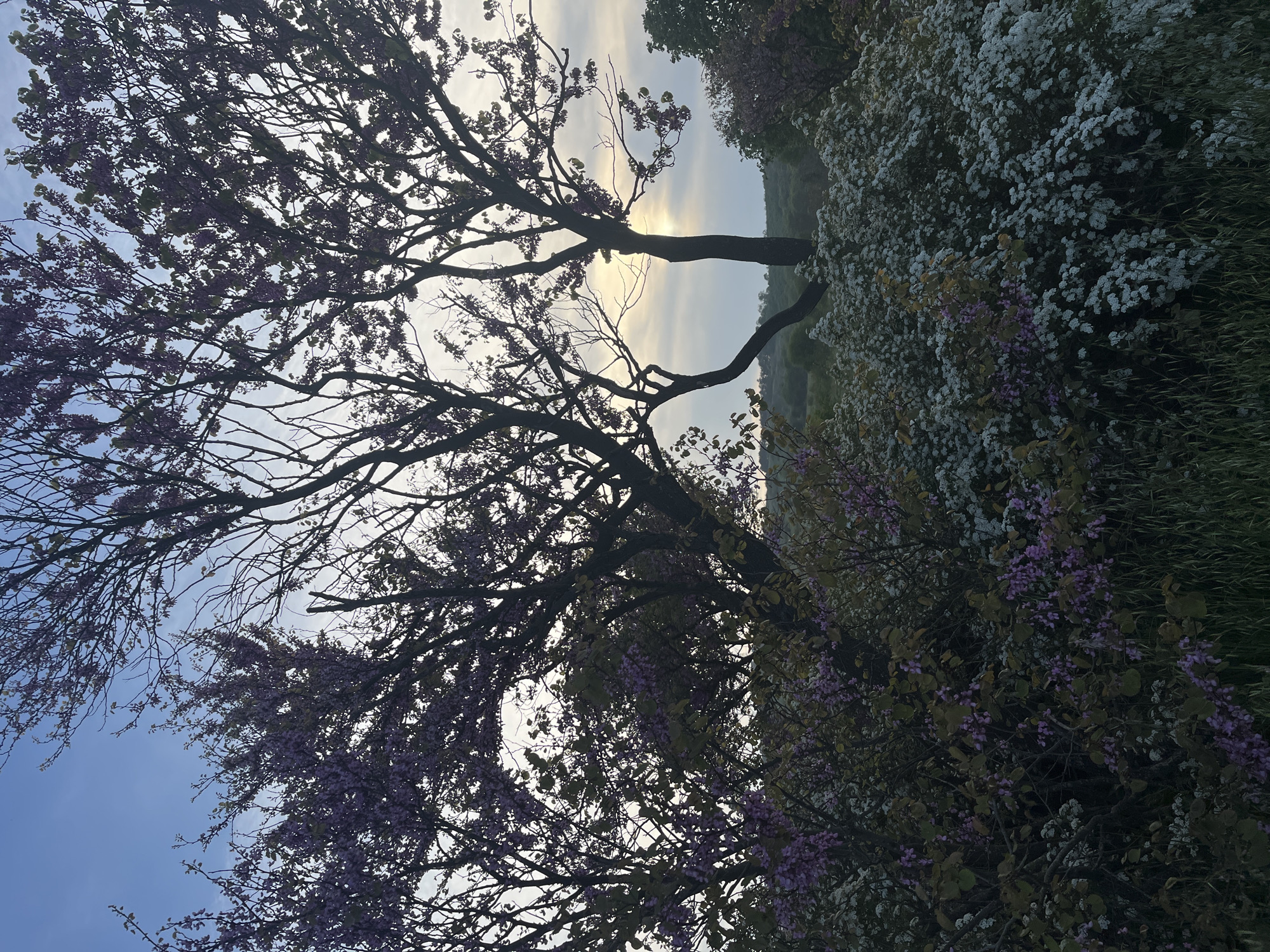 Spring blooms documented in Burgas, Bulgaria landscape