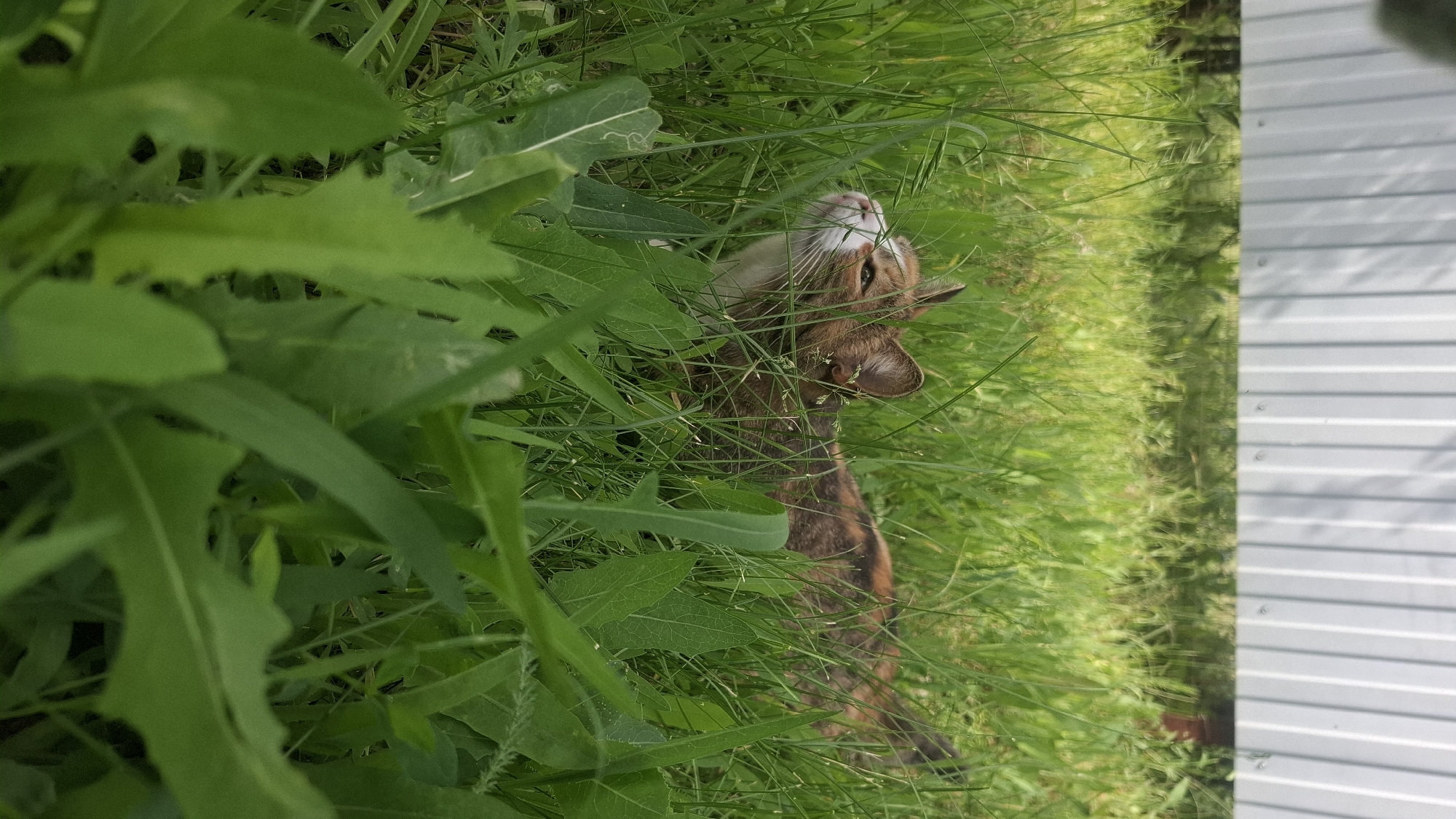 Domestic cats and dog observed during early morning hours
