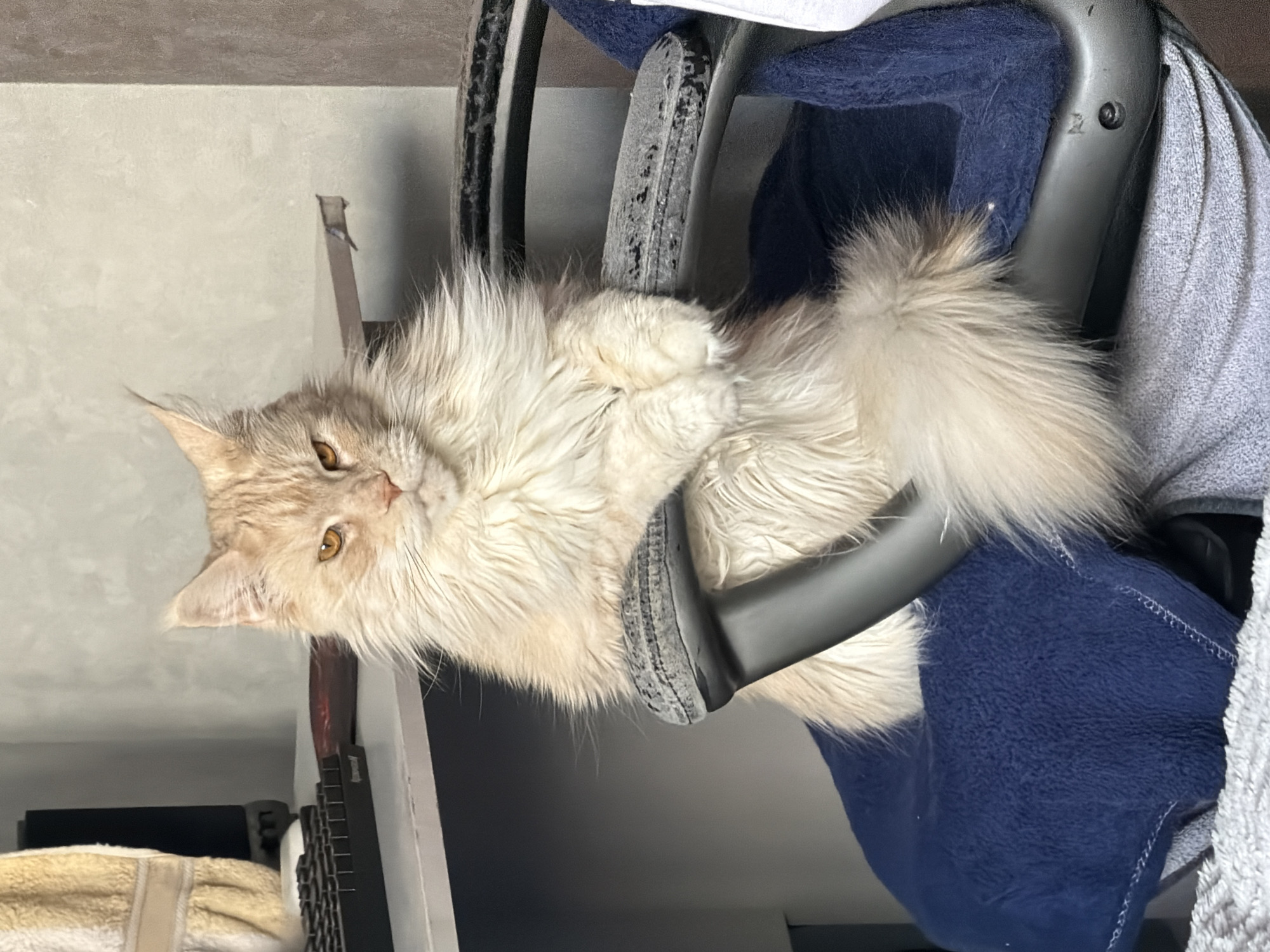 Maine Coon cat photographed from multiple angles in Kazan