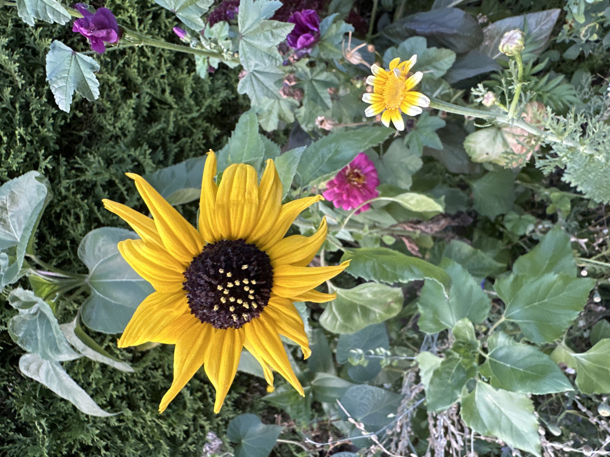 Close-up tour of a Krefeld garden in full summer bloom