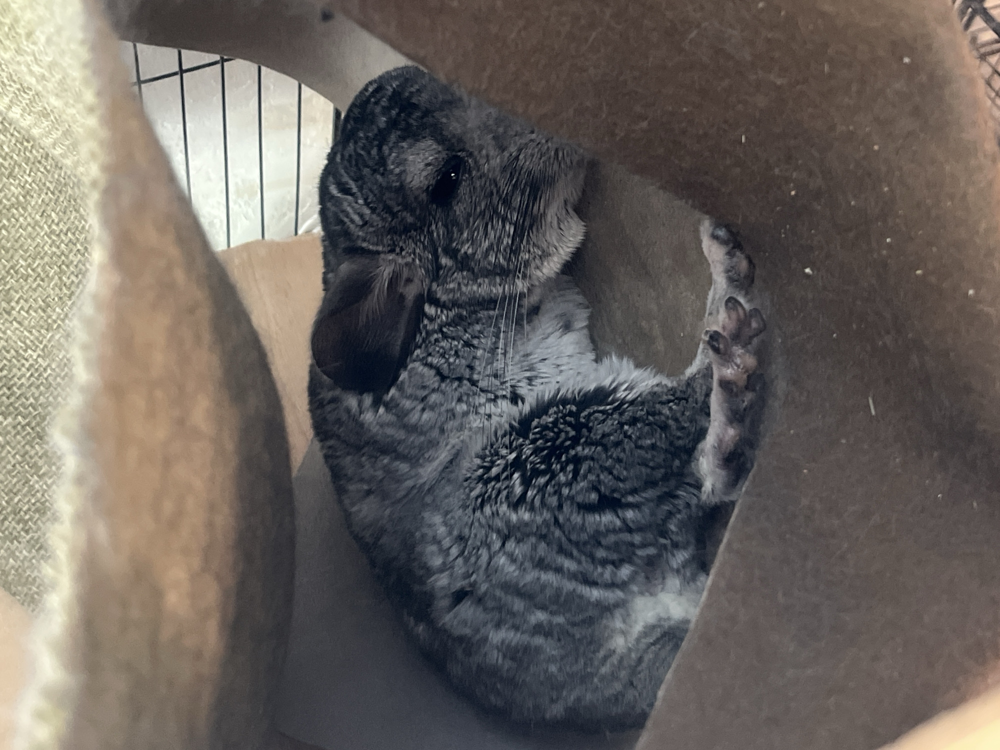 Chinchilla resting in its cage, multiple close-up angles