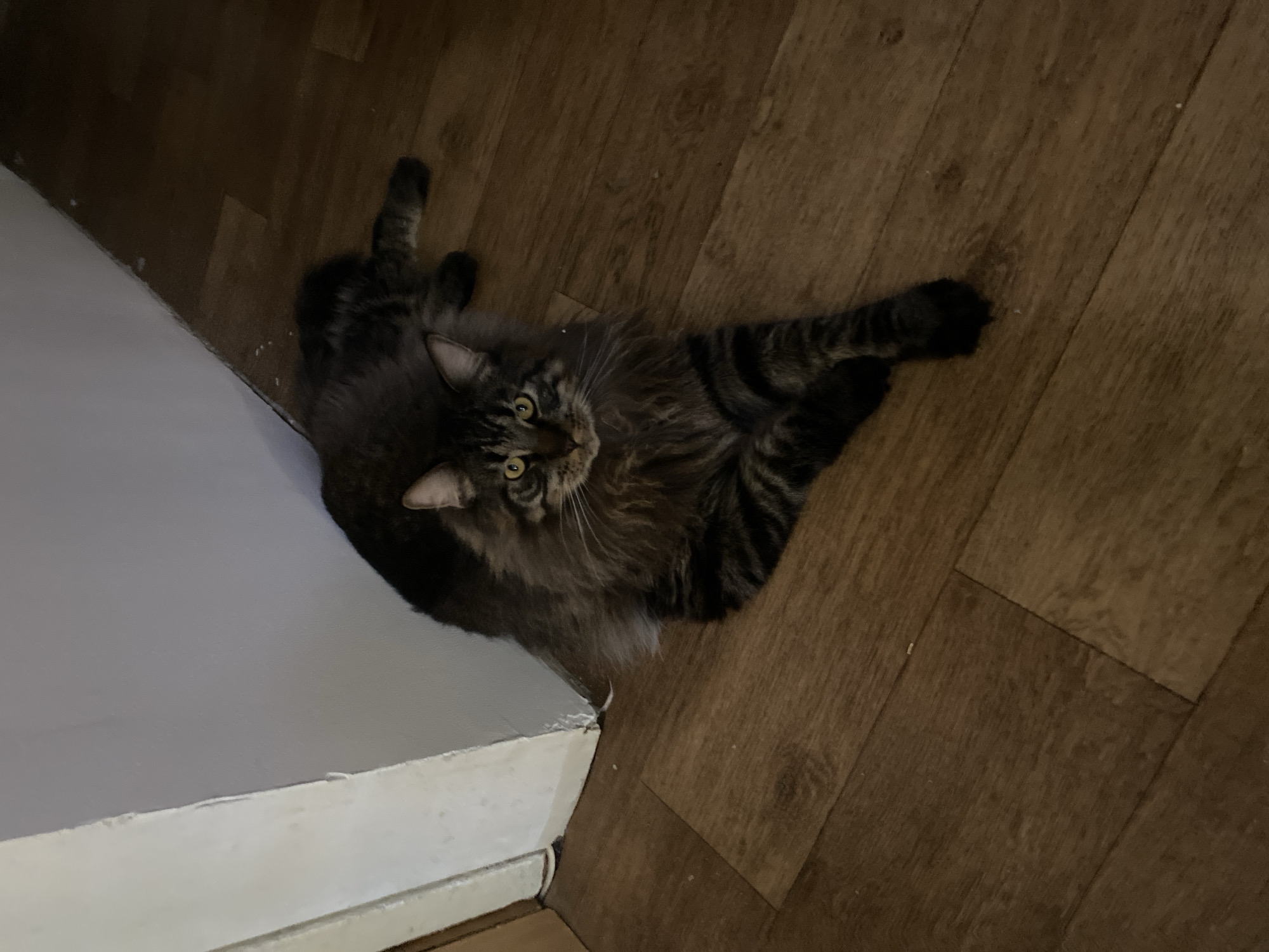 Maine Coon-like cat photographed on wooden floor in Artyom