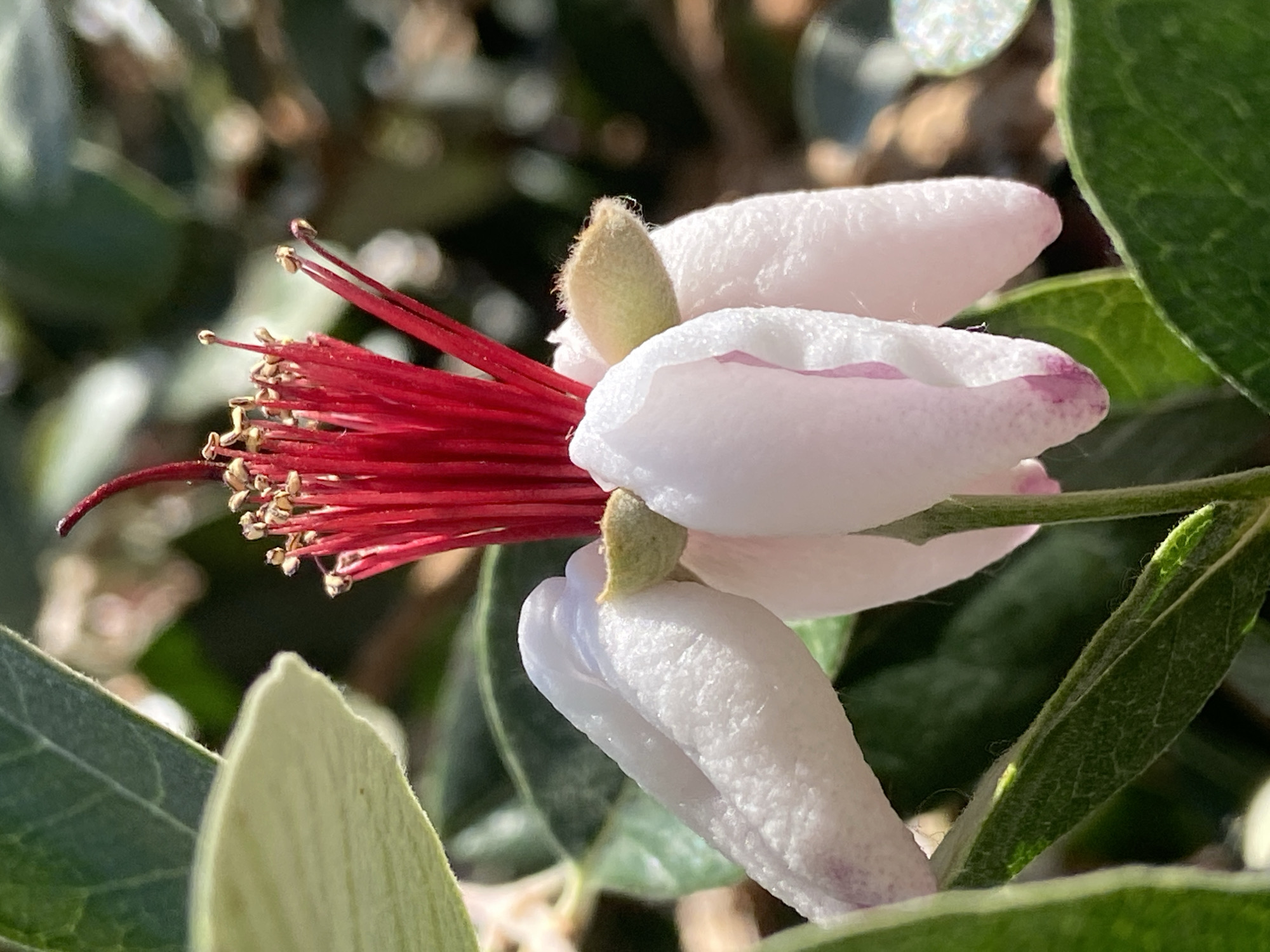 Afternoon stroll documented through cats, flowers, selfies in Budva