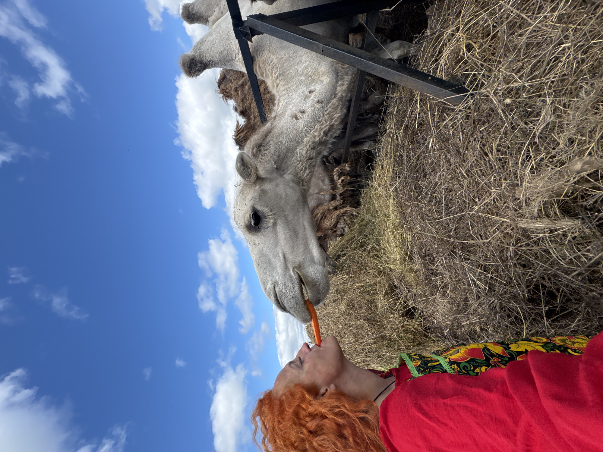 Feeding a carrot to a camel at Tri Ozera