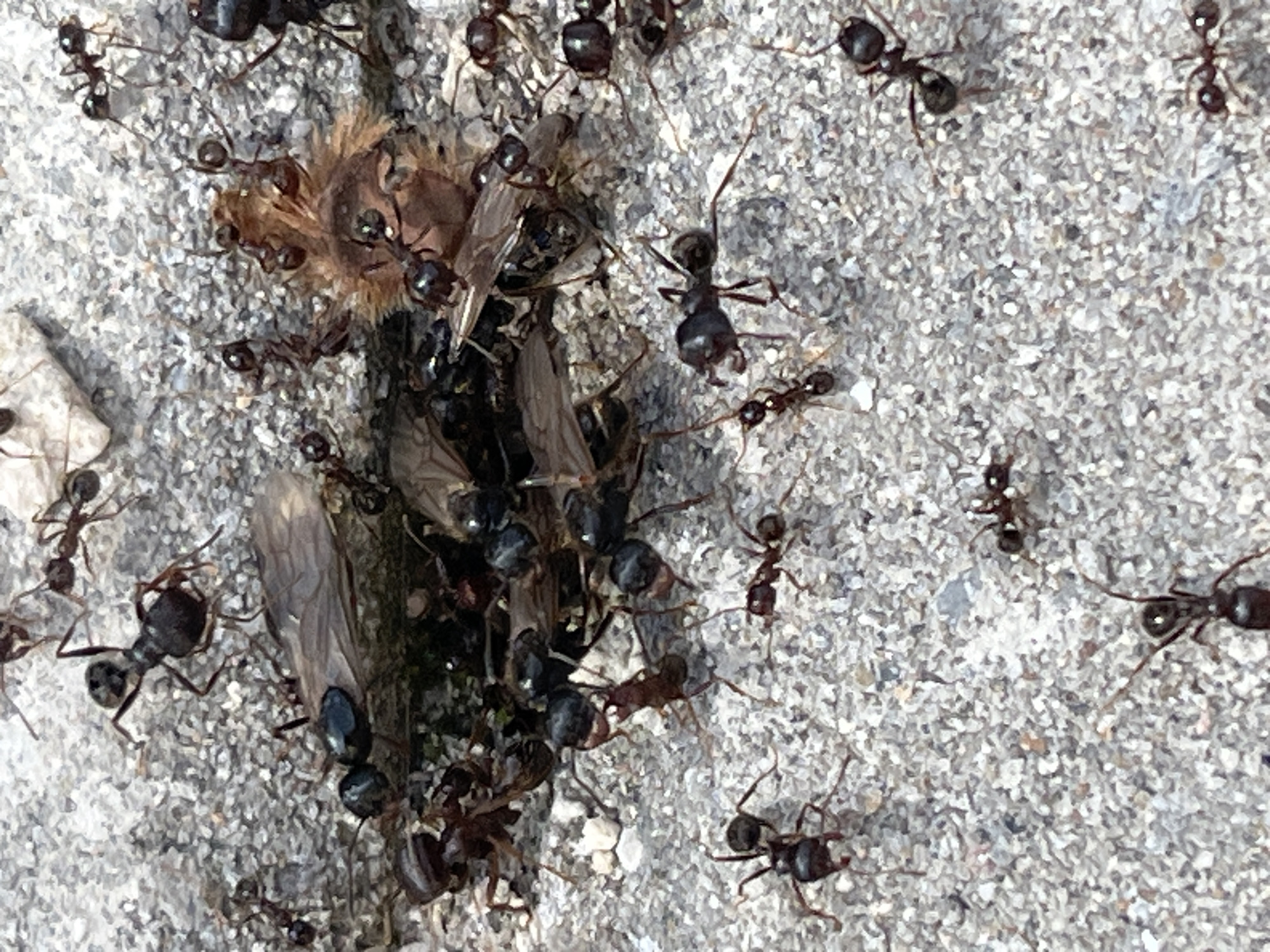 Spring Day Scenes: Ants, Dead Bee, Soccer Setup in Bulgarian Village