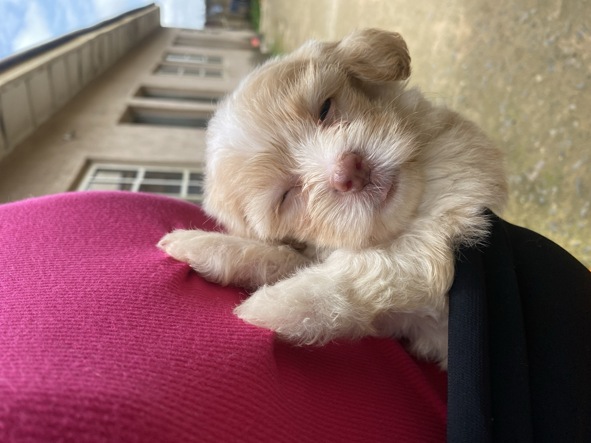 Puppy, street life, and everyday scenes across Jos and Rafin Par