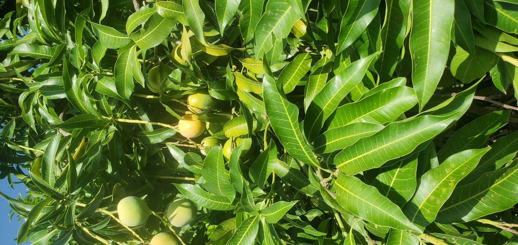 Rural life documented in Bukuru: mangoes, papayas, chickens