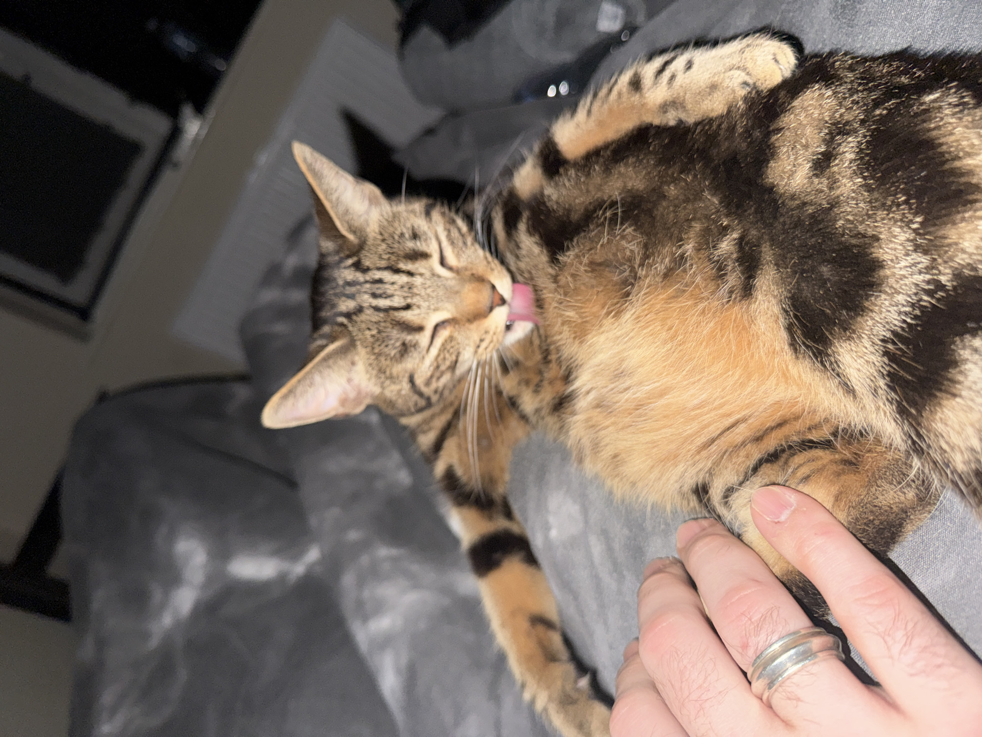 Tabby cat grooming and resting with human companion