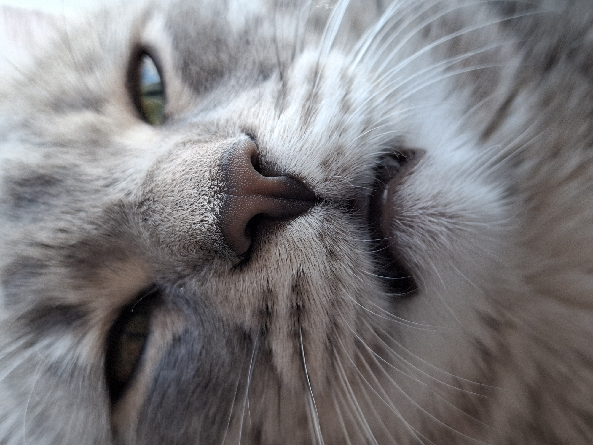 Cat photographed in close-up detail in Novi Sad