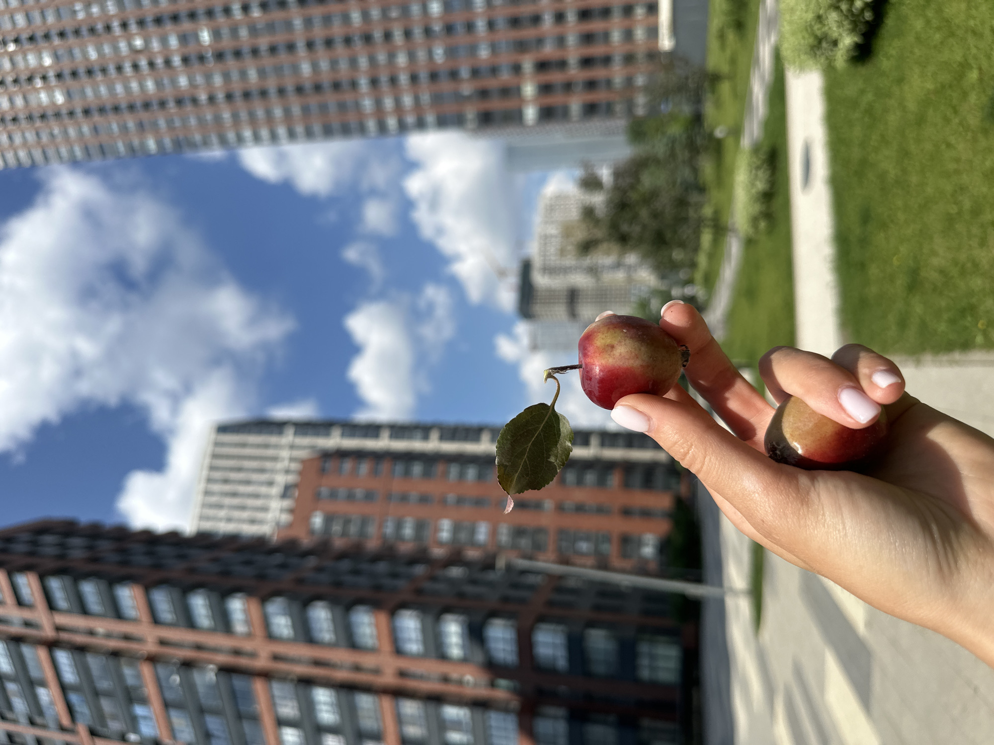 Crabapples held up against Khimki's summer skyline