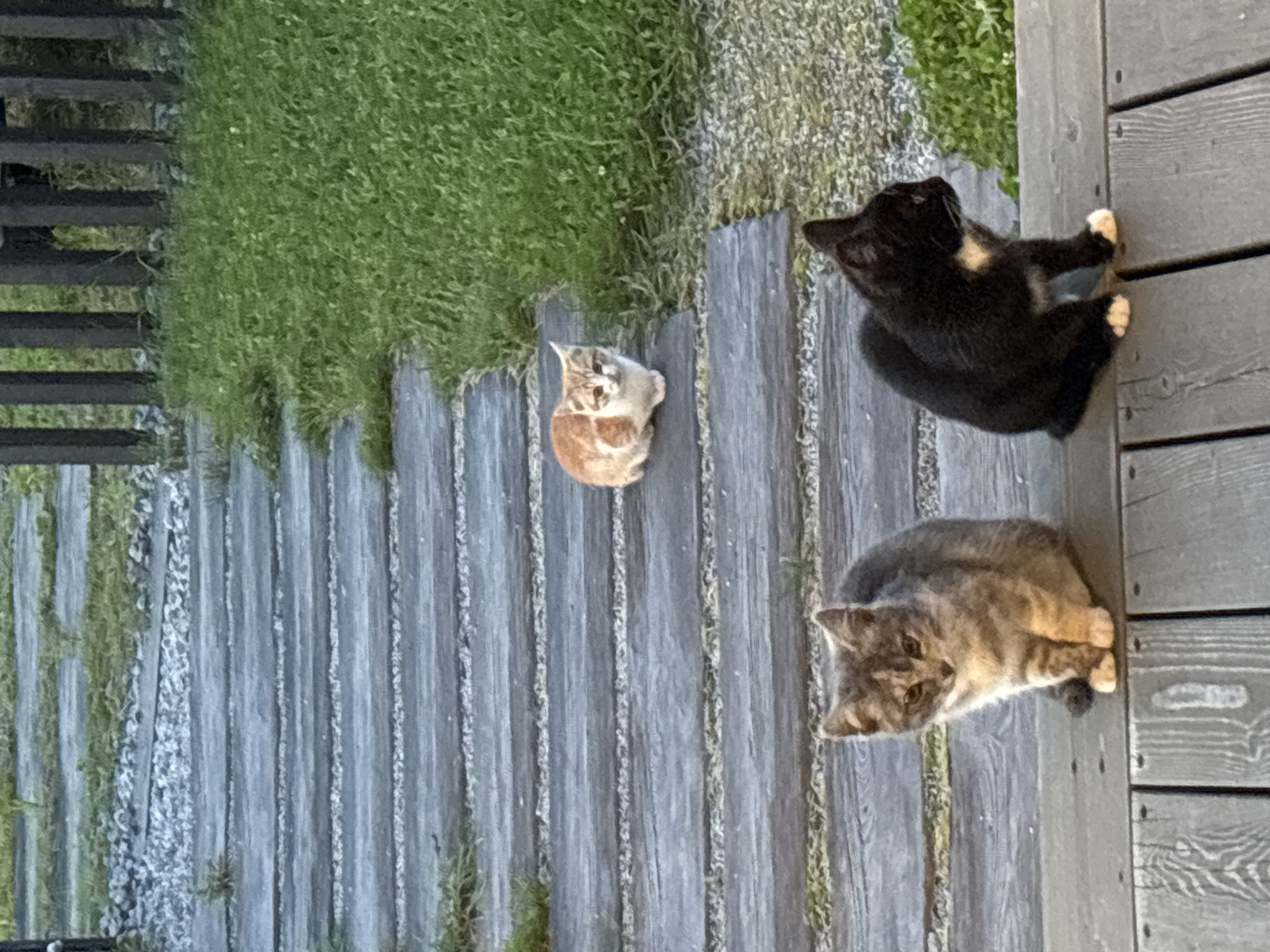 Cats and kittens roaming a Zvenigorod backyard on a summer afternoon