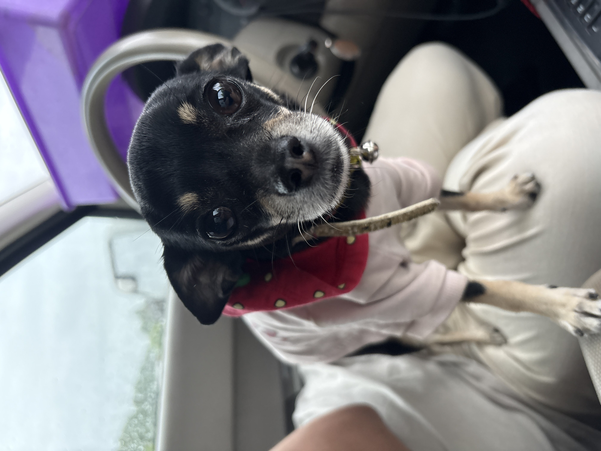 Cat and Chihuahua ride out a rainy evening drive together