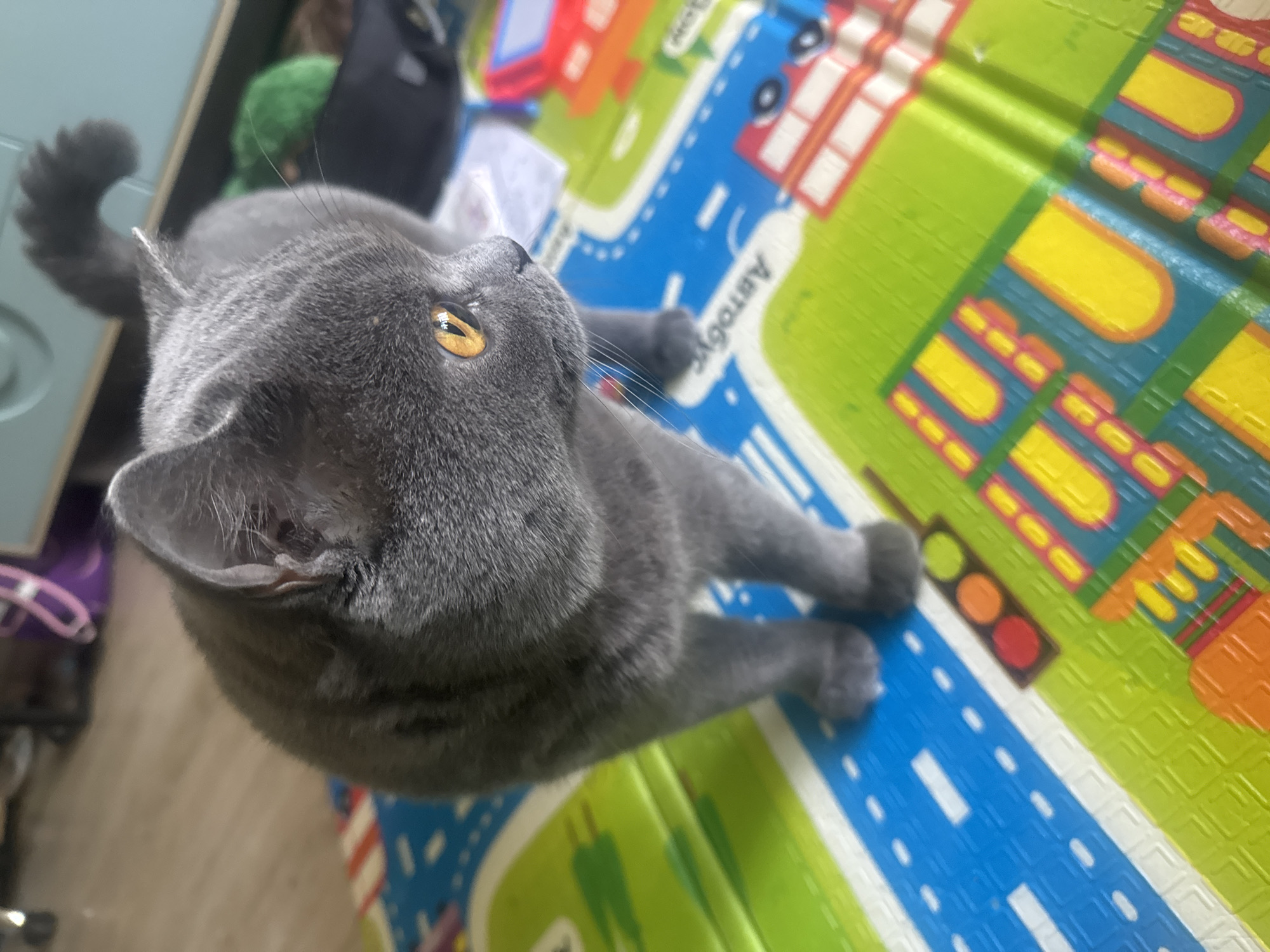 Grey cat moves between playmat and sofa in Kazakhstan home
