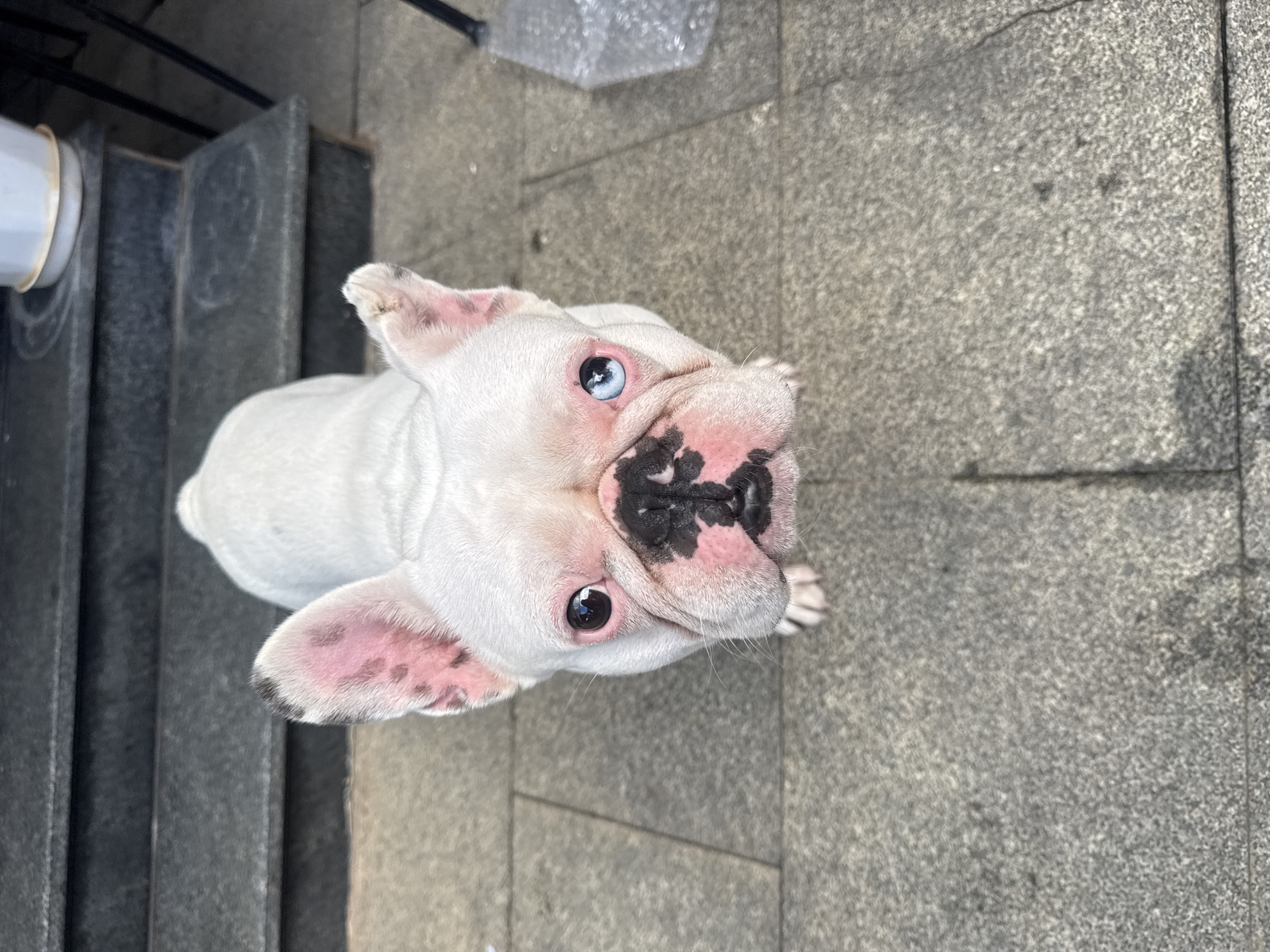 French Bulldog photo session in Đà Lạt residential area