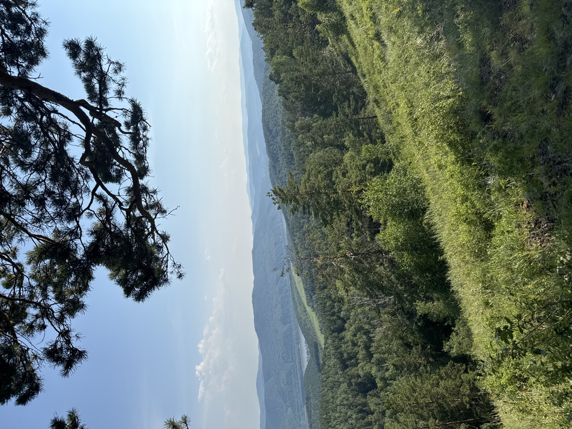Hilltop views over Krasnoyarsk's taiga forests in summer