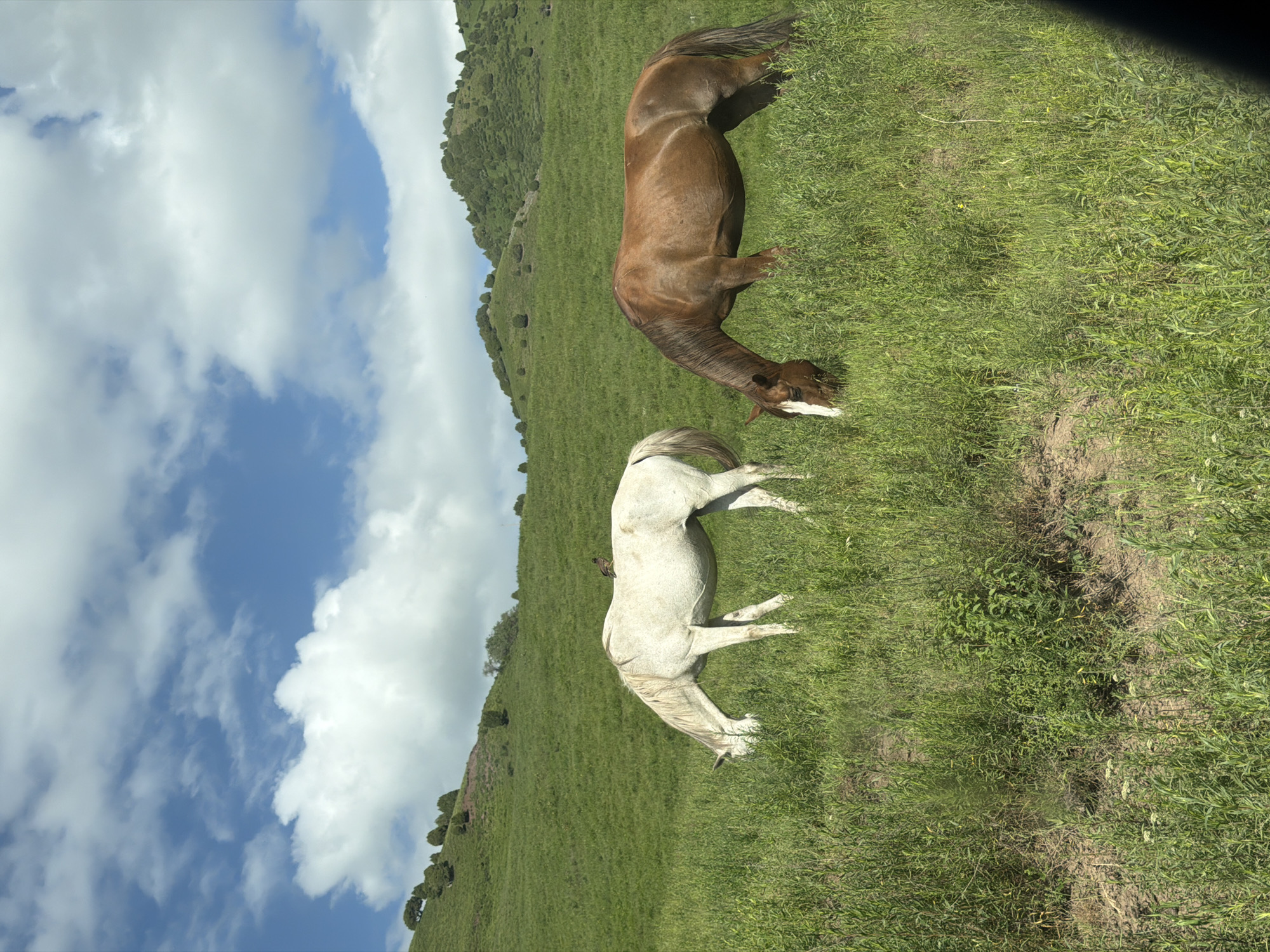 Horses graze peacefully in Kyrgyzstan countryside fields