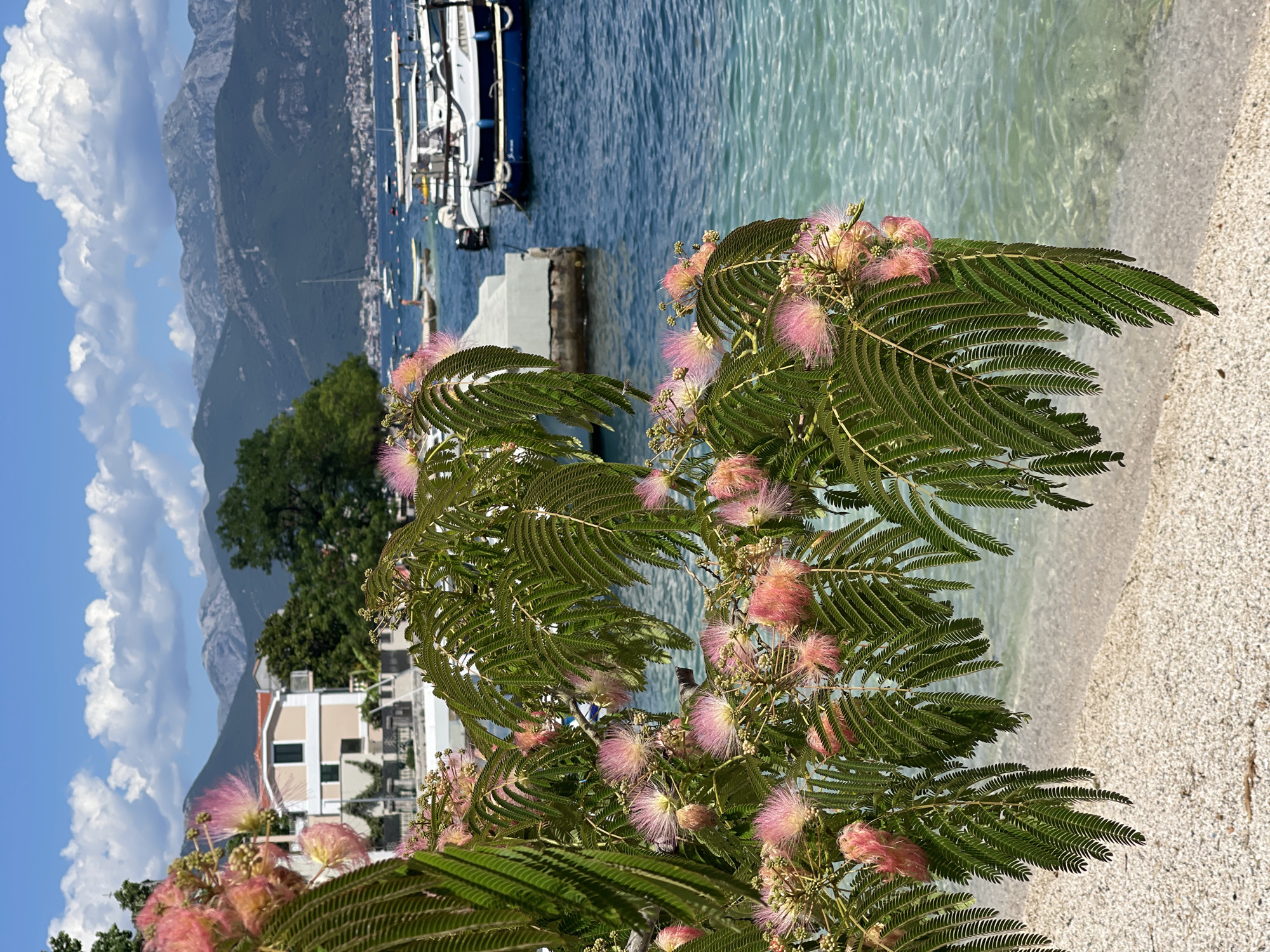 Blooming silk trees frame coastal dining scene in Montenegro