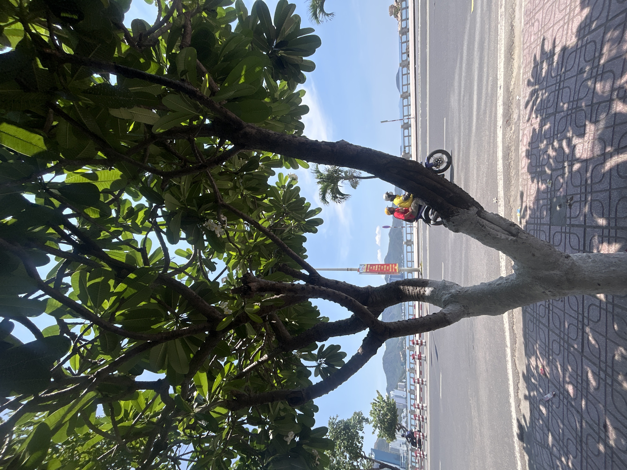 Flowering tree frames coastal cityscape in Nha Trang