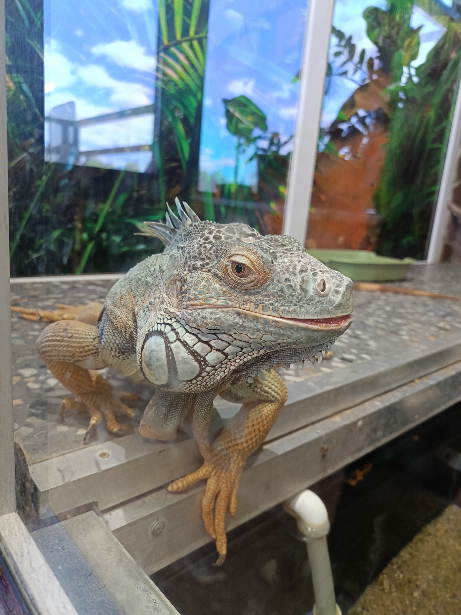 Exotic animals spotted in enclosures during morning hours