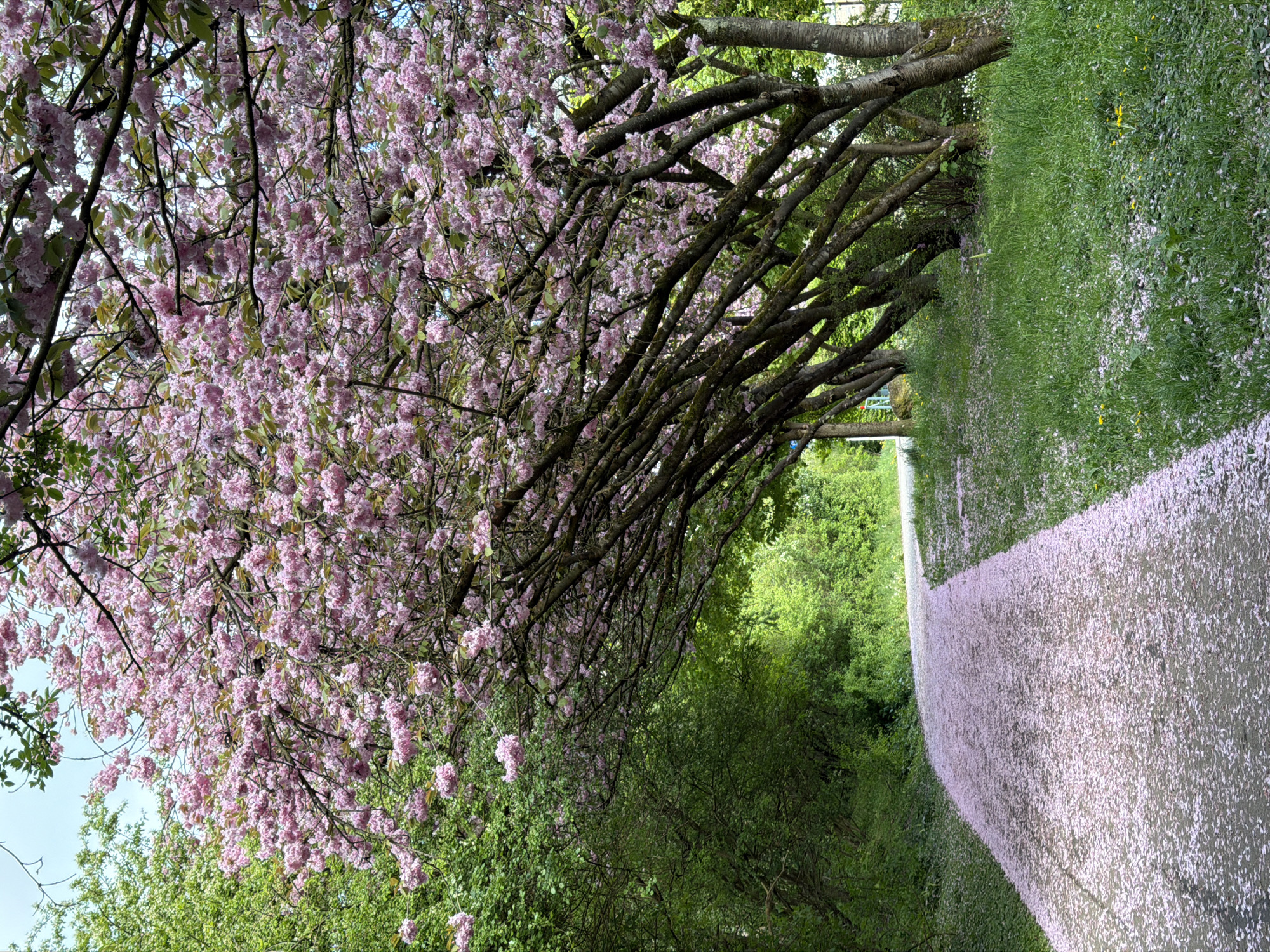 Spring walkers enjoy pink petal-covered path in Luxembourg park