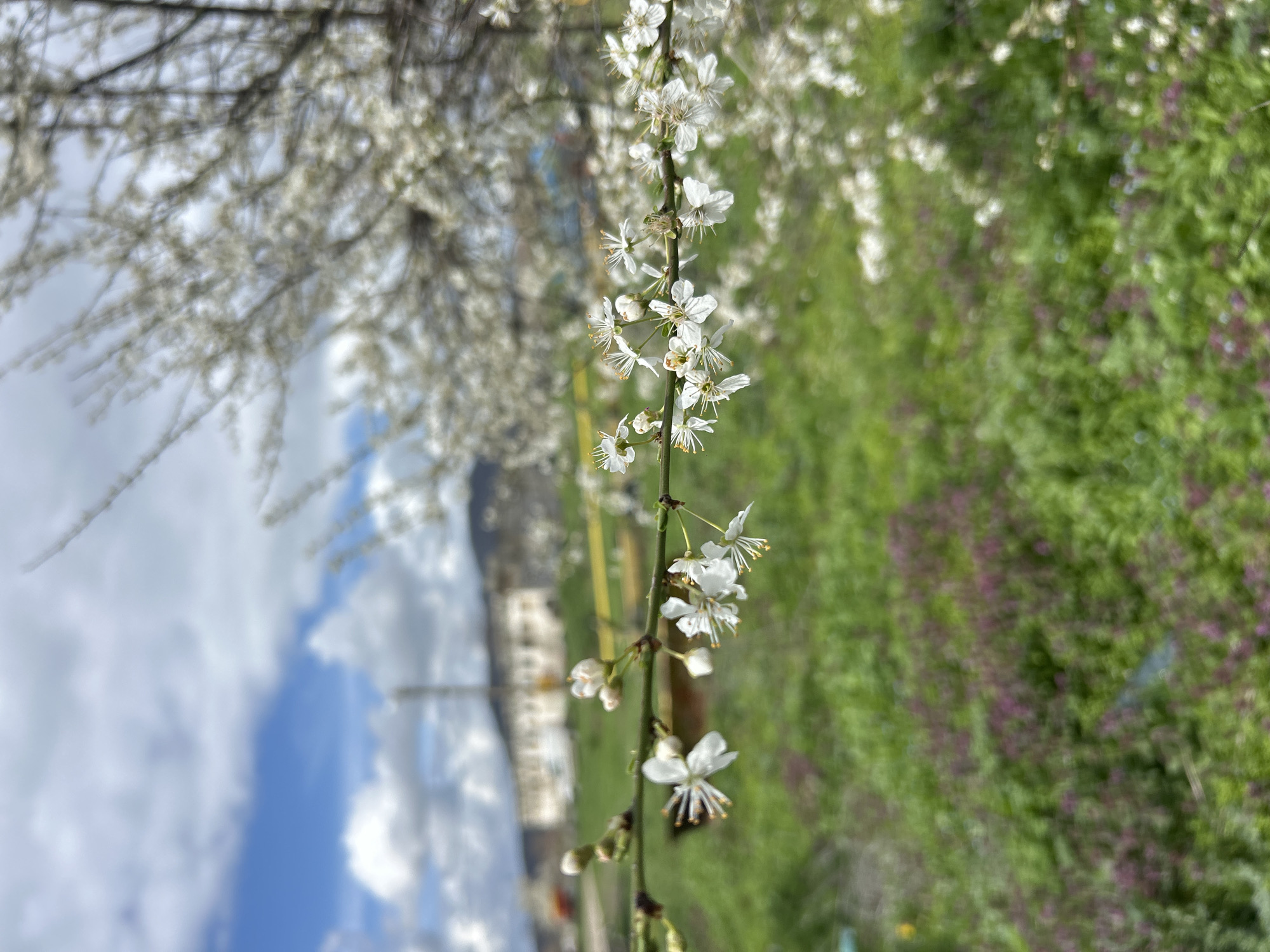 Spring blooms and countryside documented in Srednia, Bulgaria