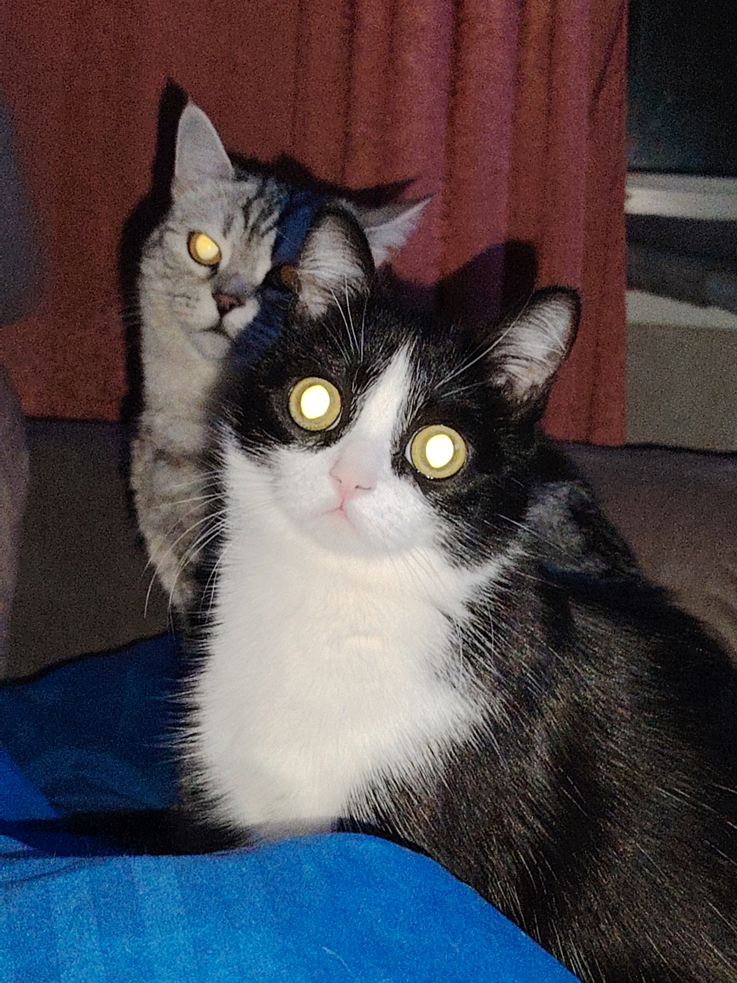 Domestic cats observed in indoor settings across multiple locations