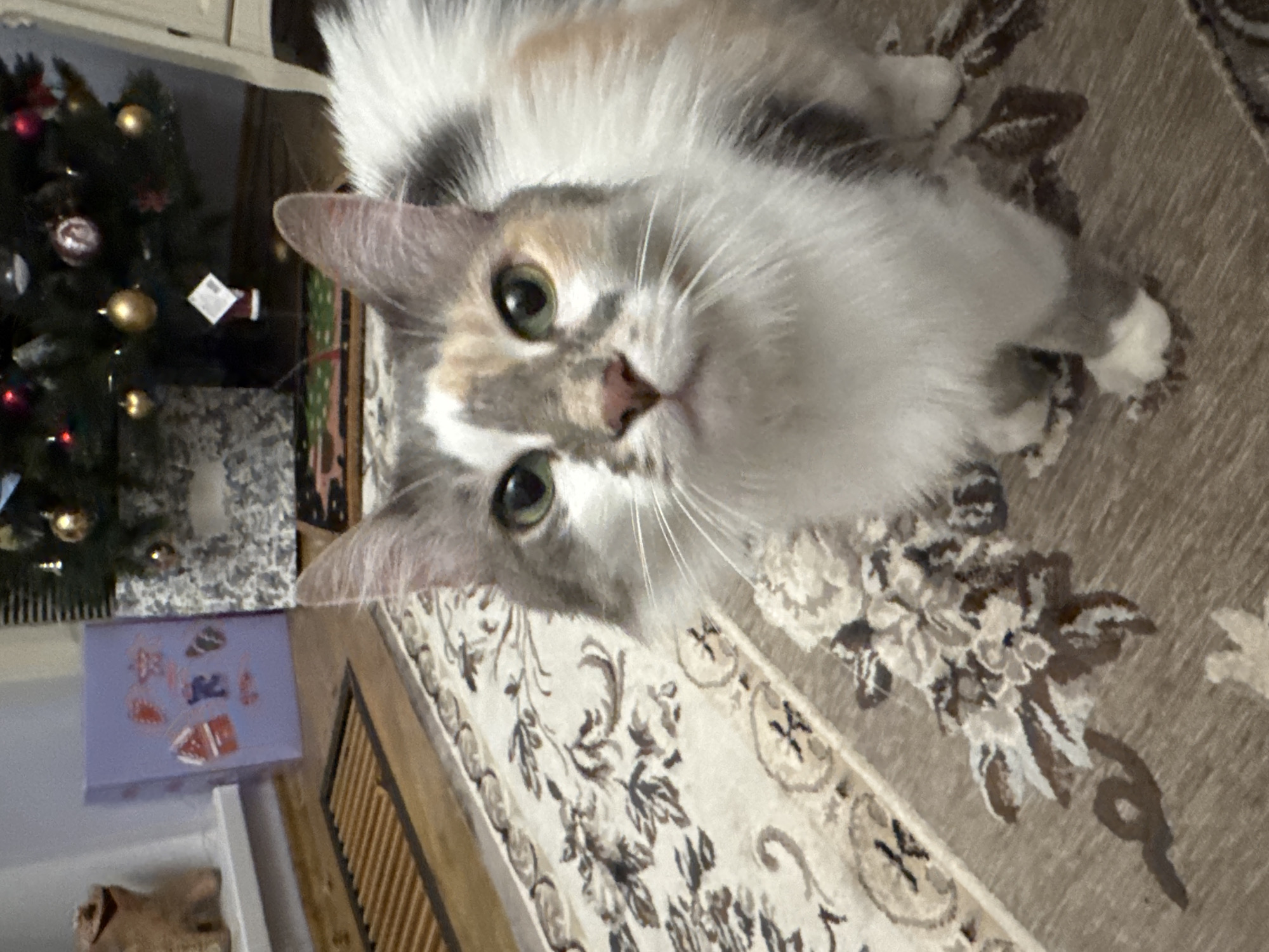 Calico cat and Christmas decor at a home in Yeysk