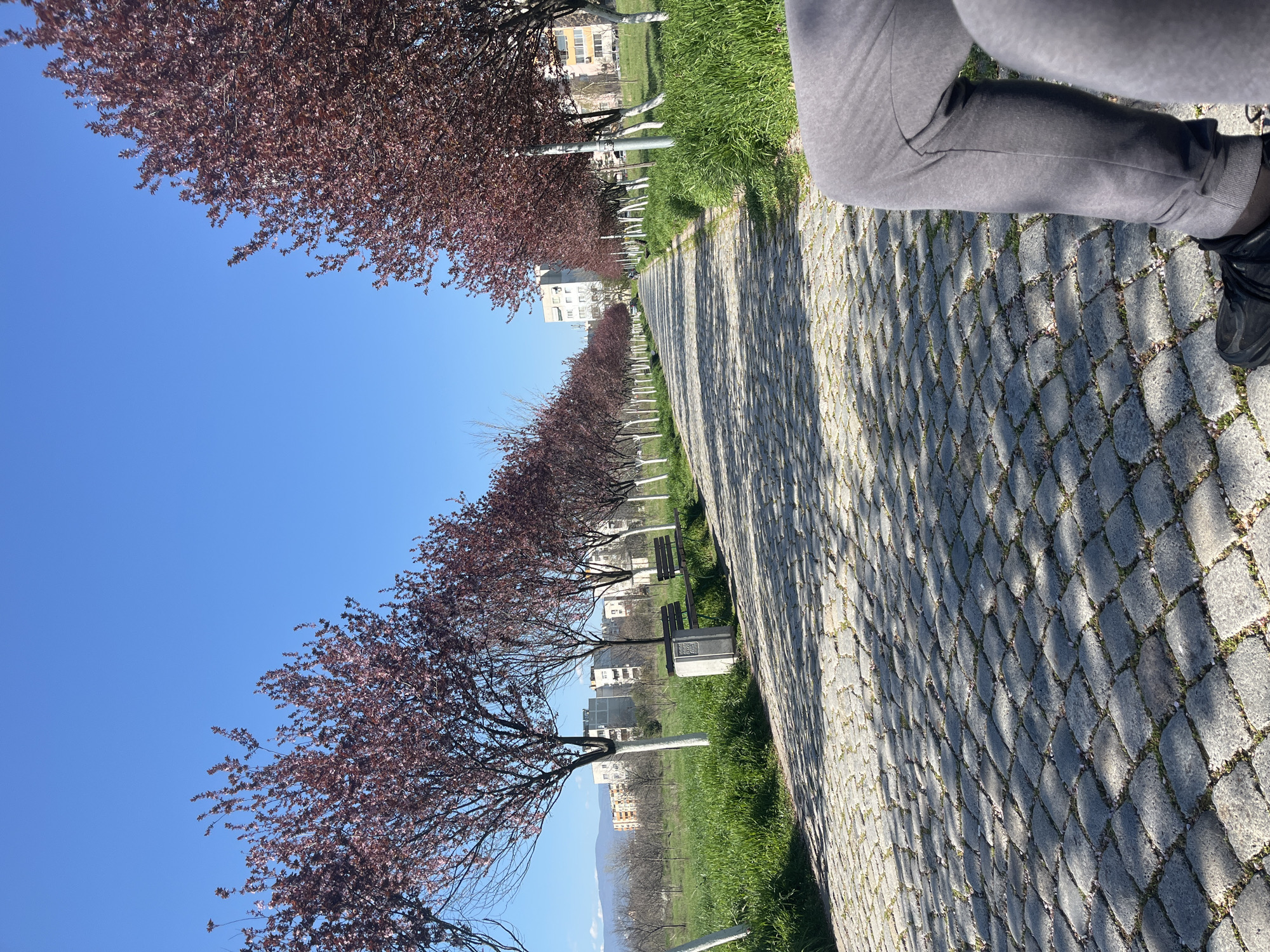 Spring blossoms line cobblestone walkway in Plovdiv, Bulgaria