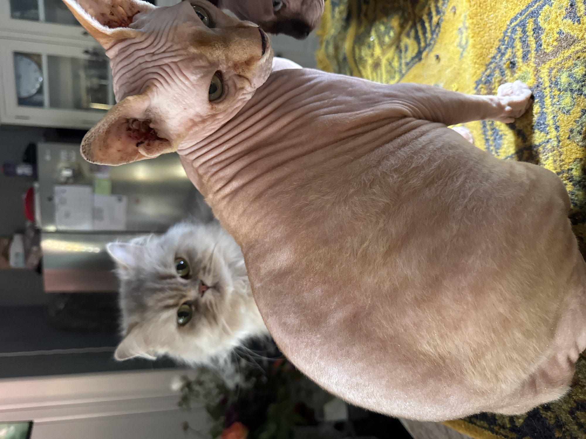 Domestic life: Sphynx cats, small dogs, blooming flowers documented