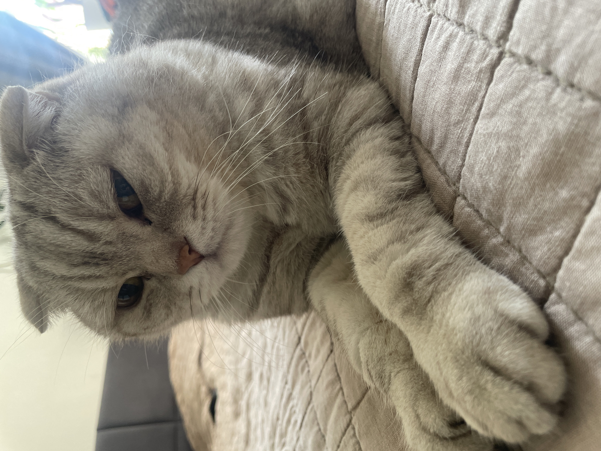 Scottish Fold cat rests on cushion in Samara