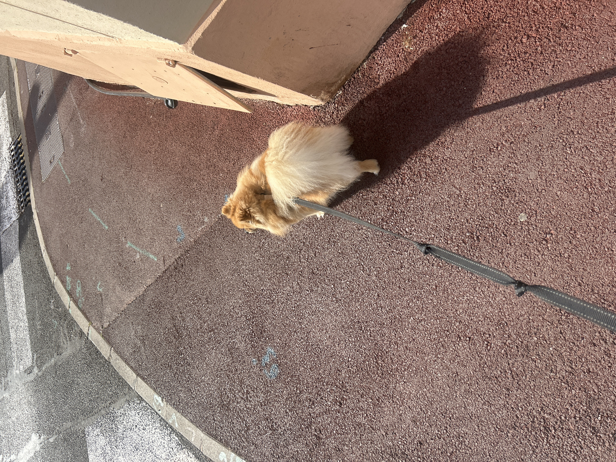 Pomeranian dog spotted on leash in Cannes, France