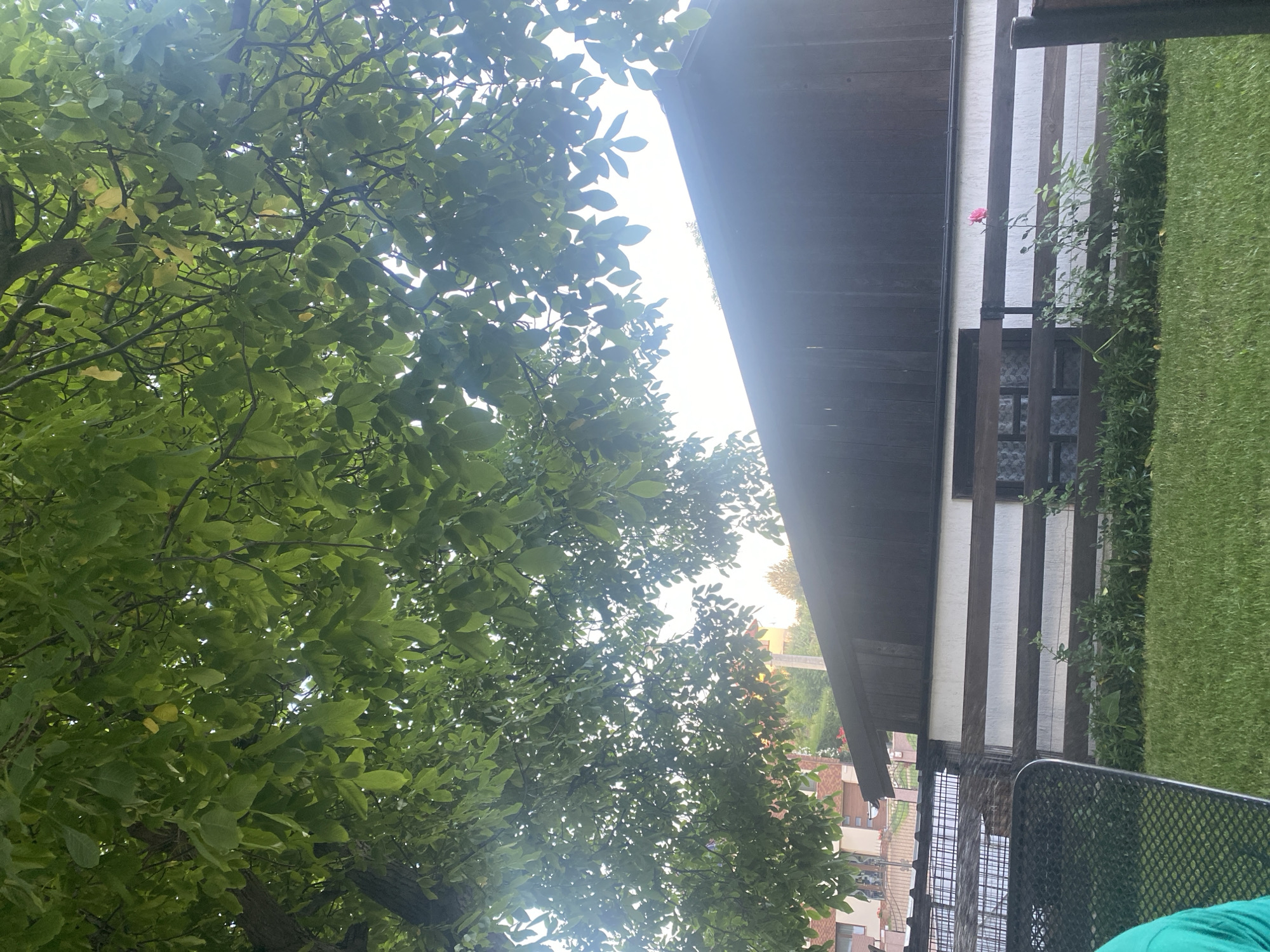 Backyard life in Târgu Neamț: flowers, cats, dogs, and dusk