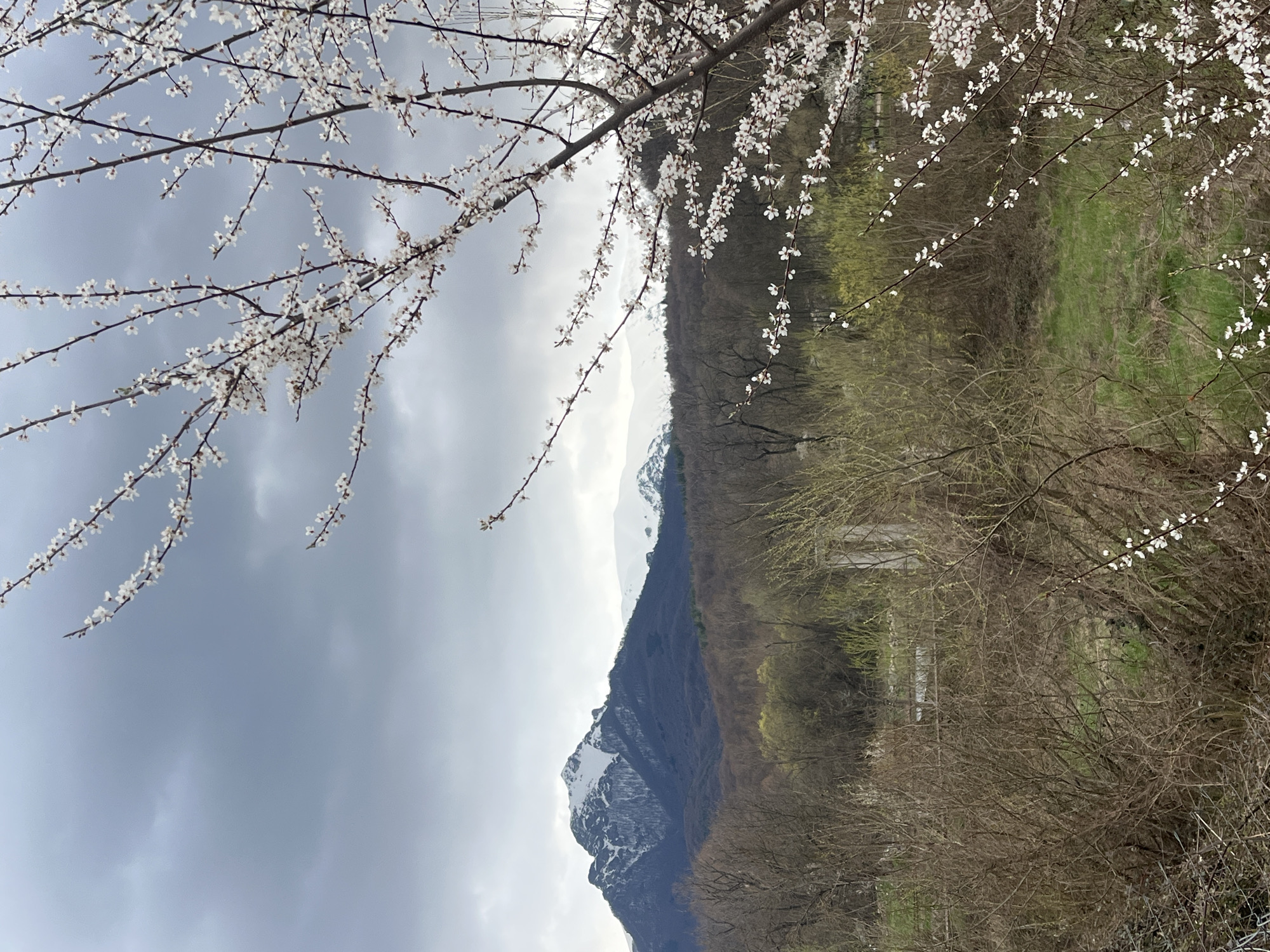Spring blossoms frame snow-capped mountain in Apriltsi, Bulgaria