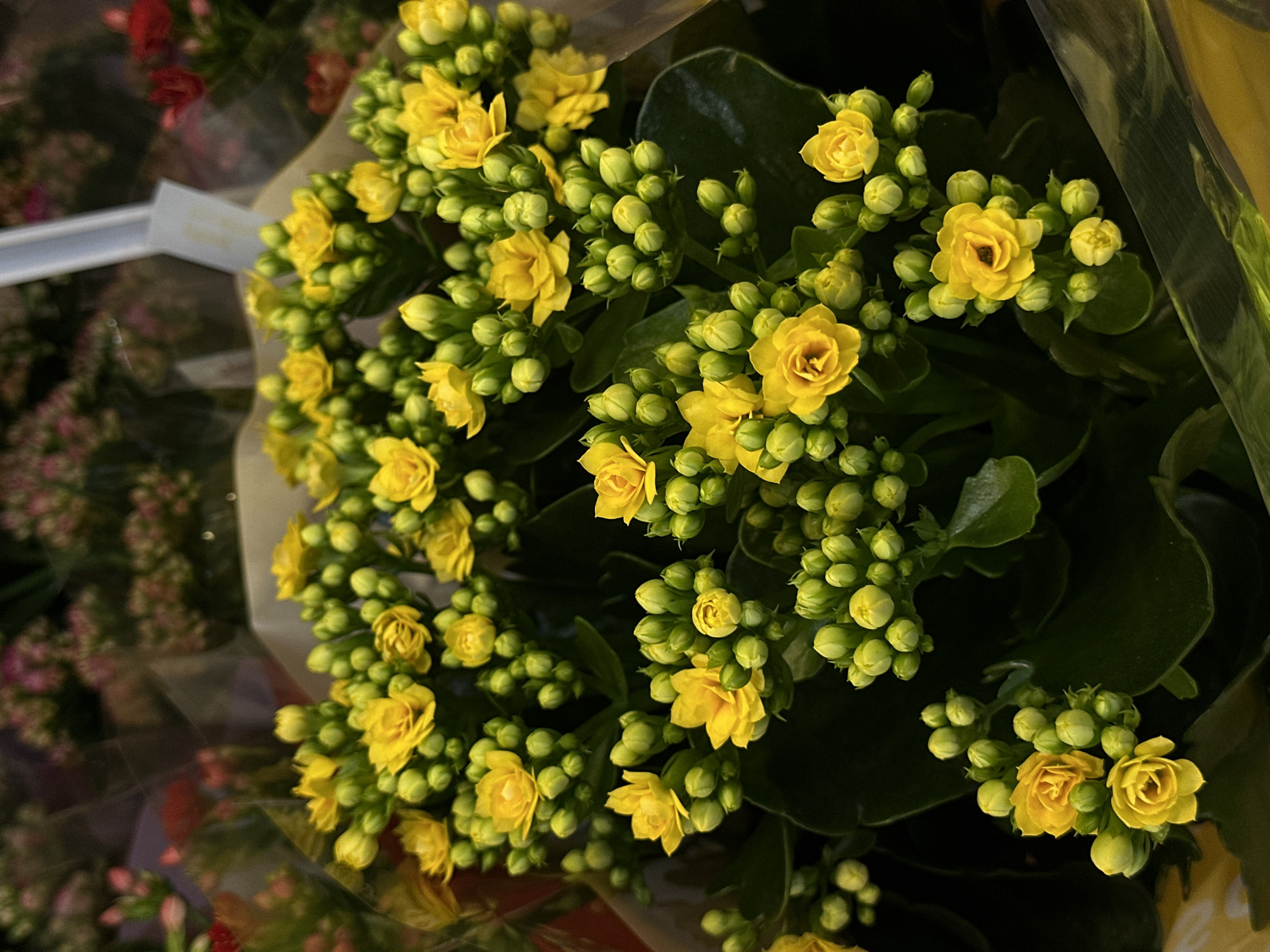 Flower shop browsing session documented in Chișinău, Moldova
