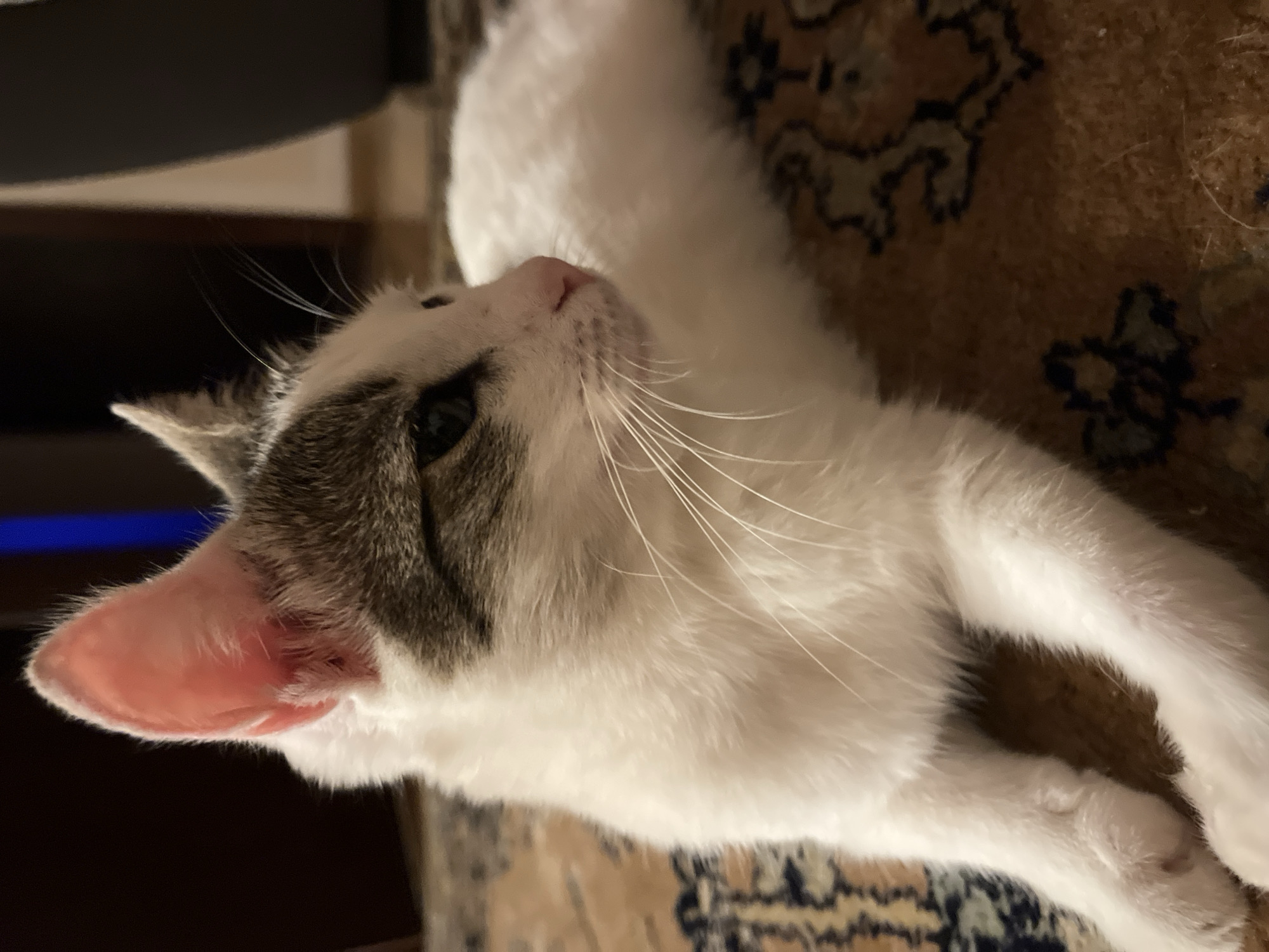 A cat winds down for the evening in a Montenegrin apartment.