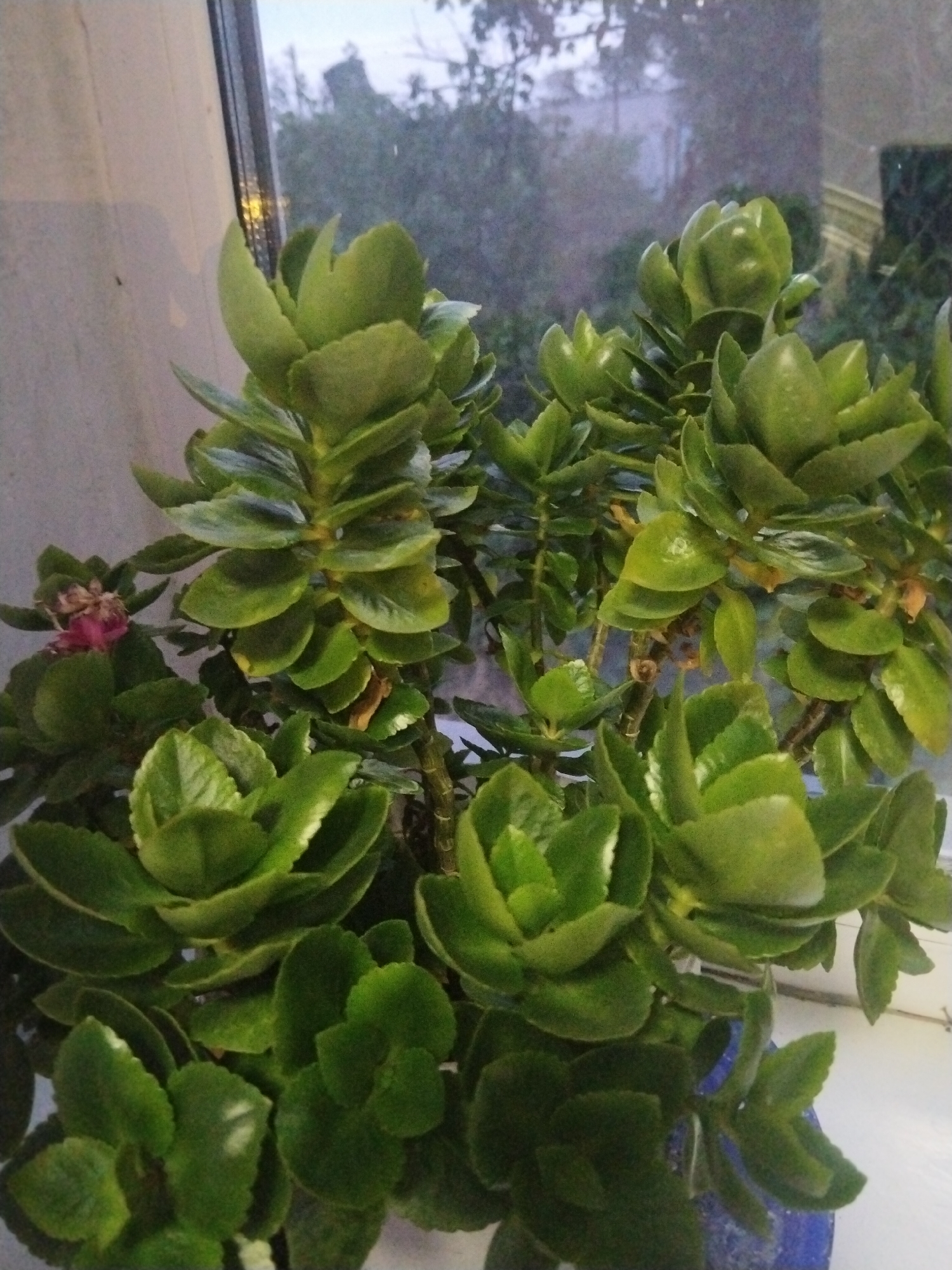 Houseplants, a biology notebook, and wall art in Ақadyr