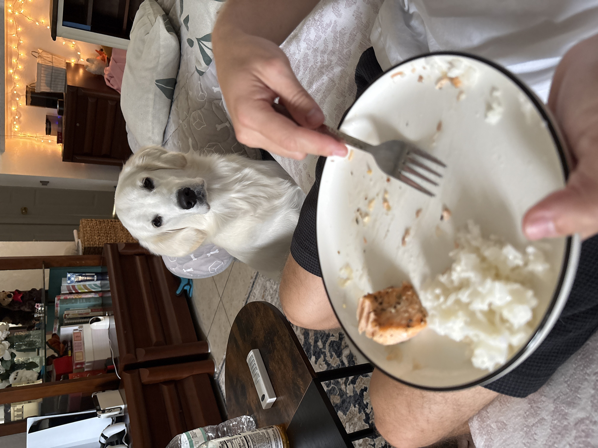 Salmon, rice, and a protein drink in Tampa