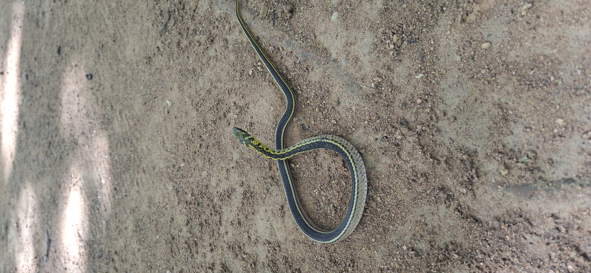 Yellow-striped snake coiled on a dirt path in Vallecito