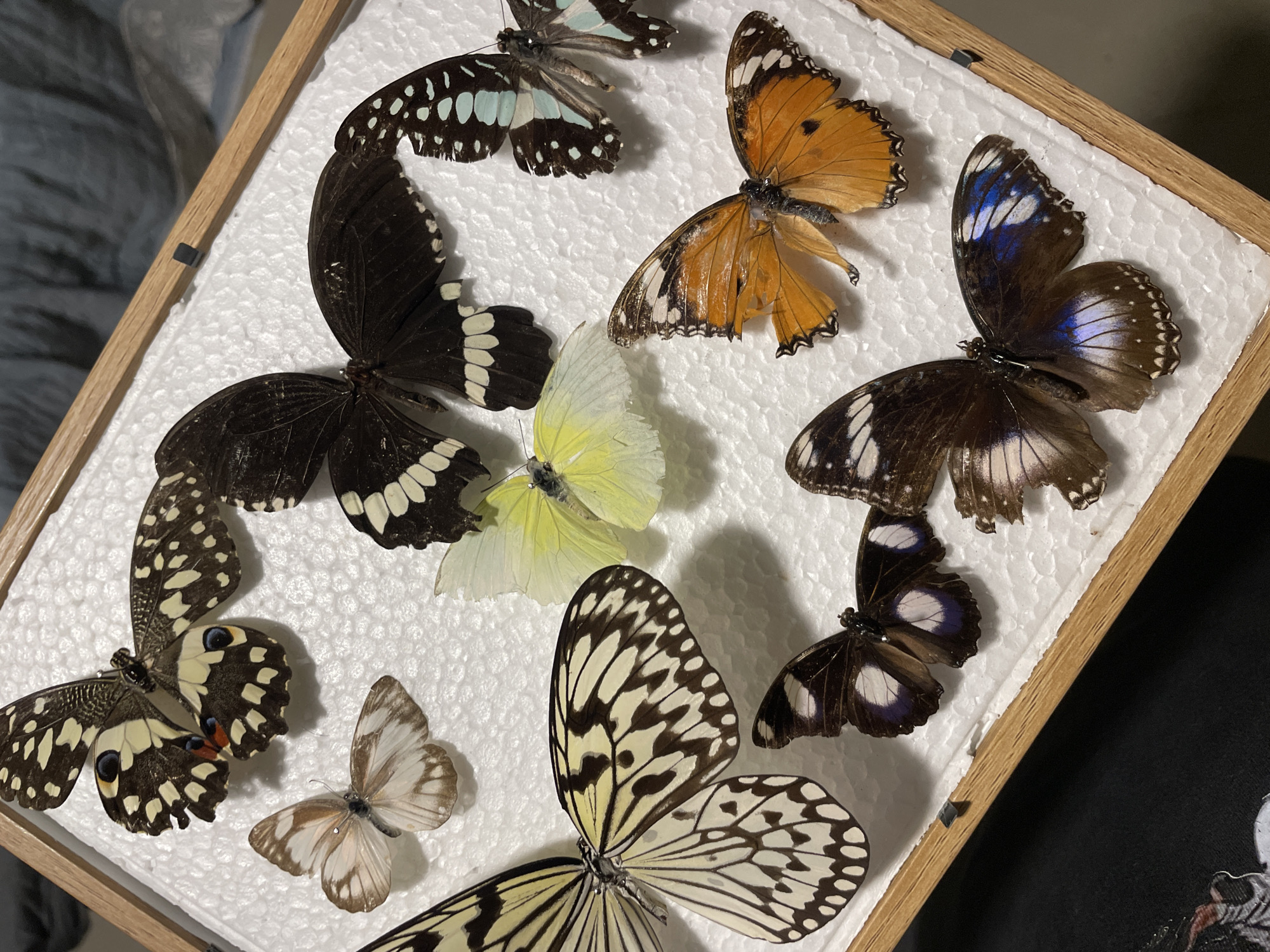 Butterflies, toys, and comics documented in Davao City
