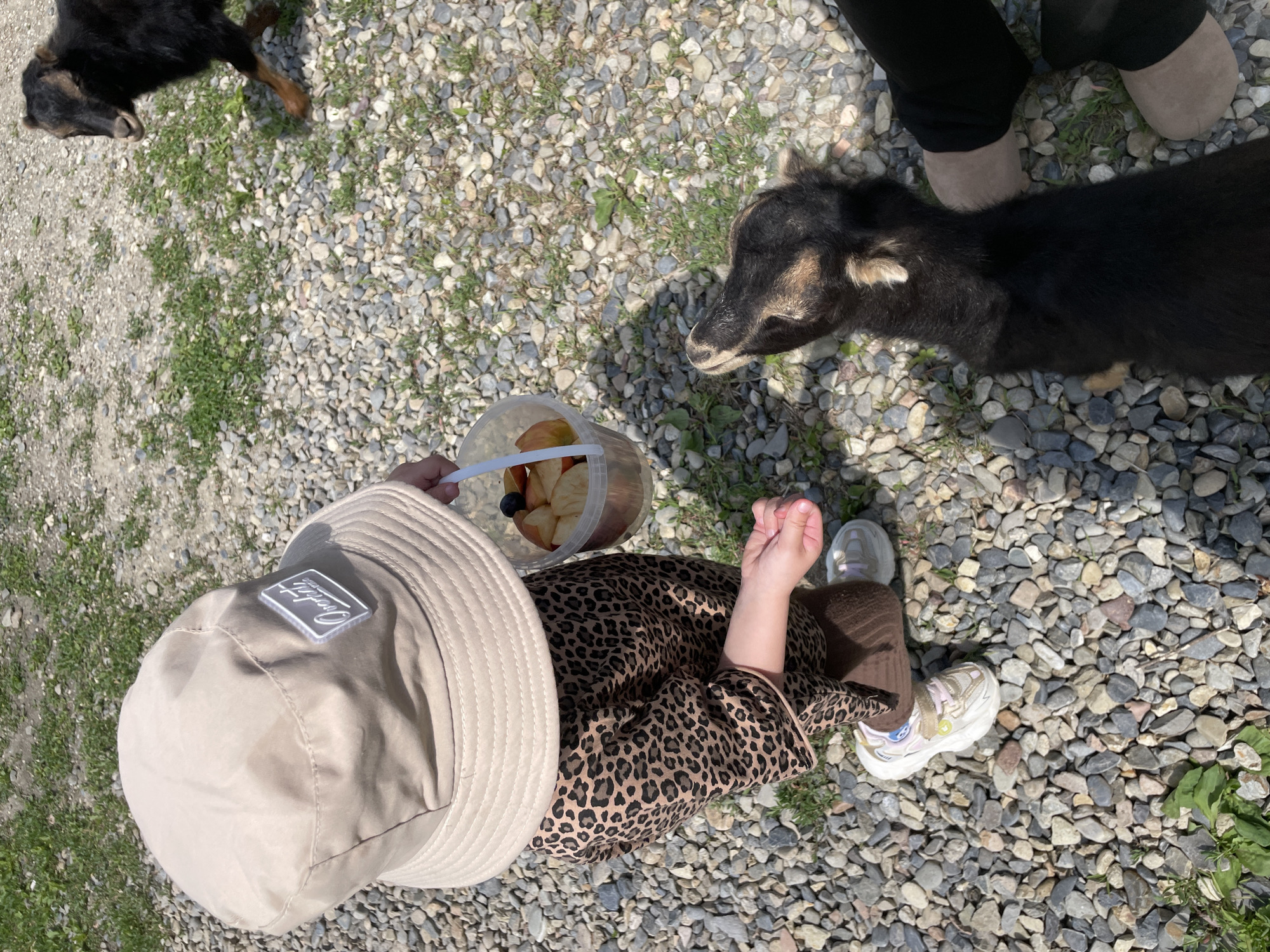 Zoo visit documented in Timofeevka, Russia showing various animals
