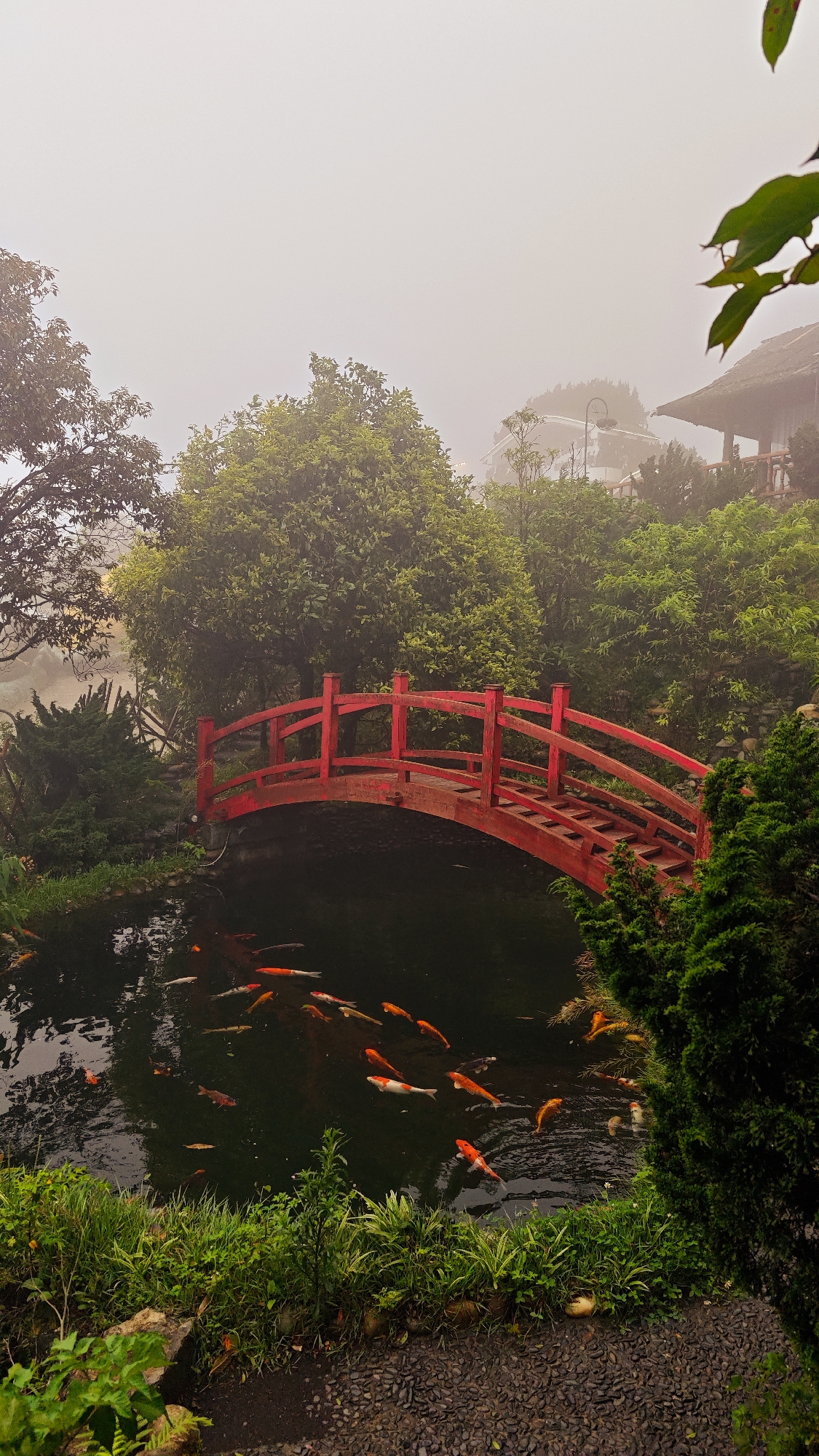 Tourist captures foggy morning moments in Binh Lu, Vietnam