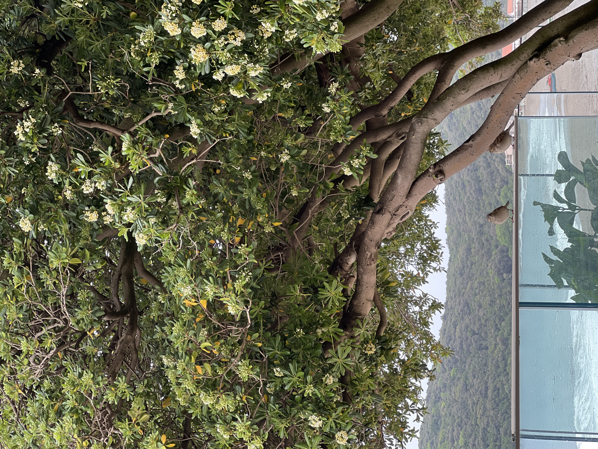 Spring morning coastal scene documented in Prijevor, Montenegro