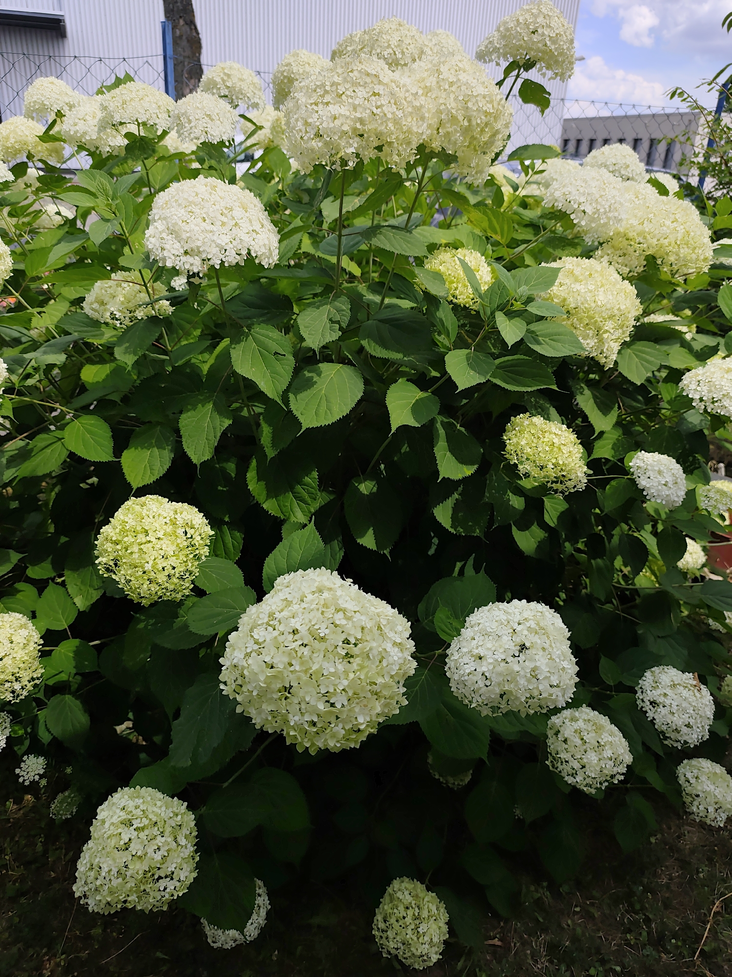 White hydrangeas in full bloom, Bornheim, Germany