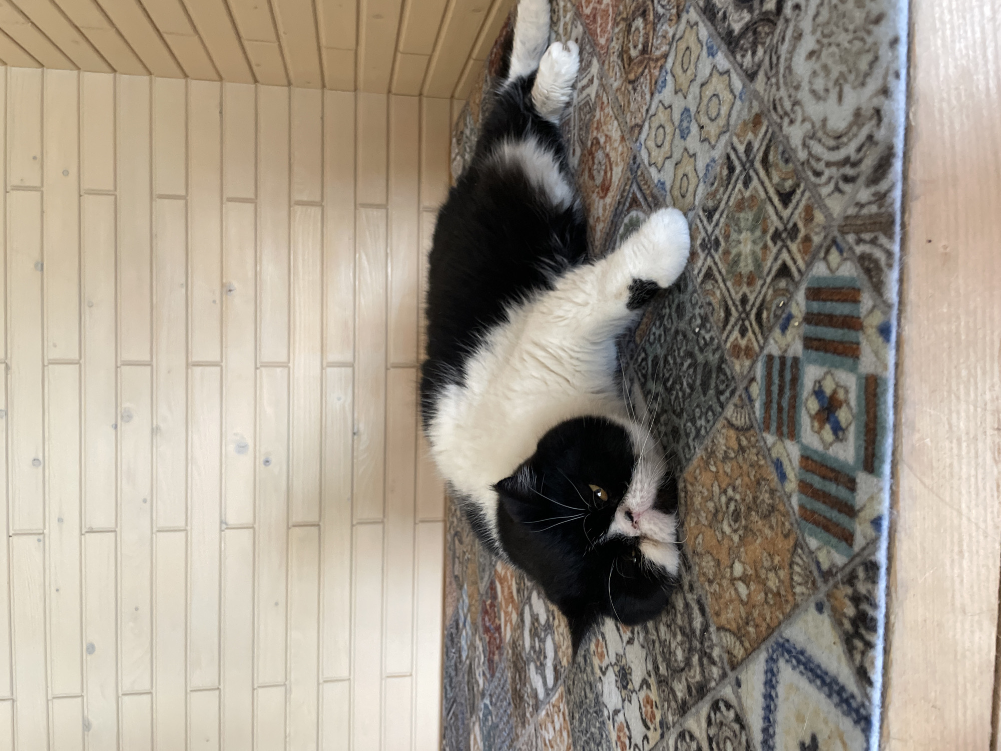 Domestic cats observed in multiple indoor settings, Solov'evka Russia