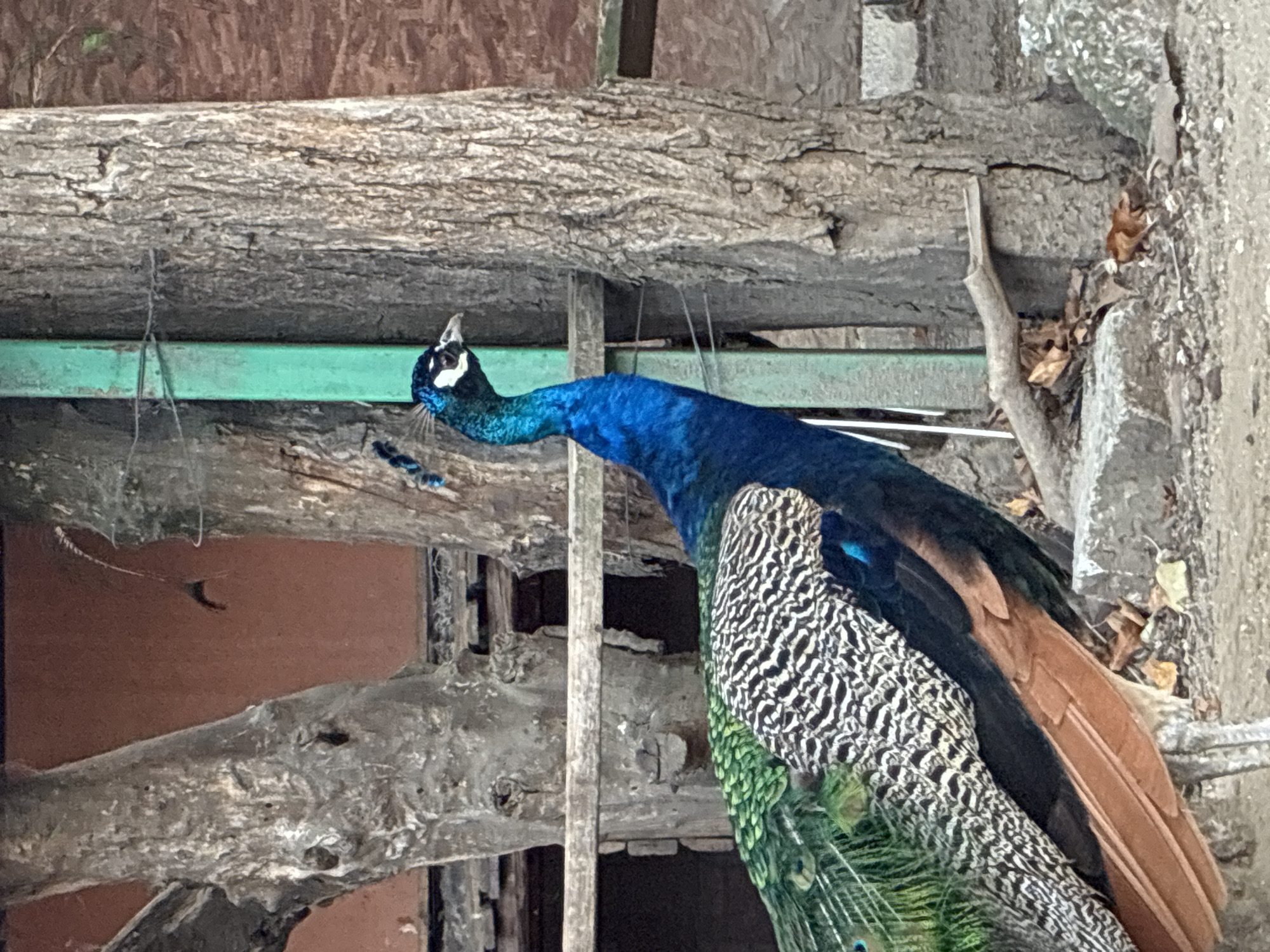 Zoo animals in Pazardzhik: peacock, lemurs, and a meerkat