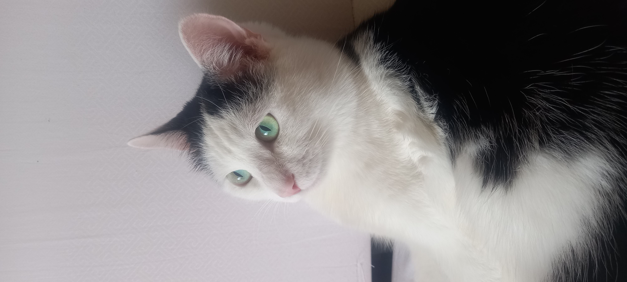 Quiet morning at home in Izhevsk, cat included
